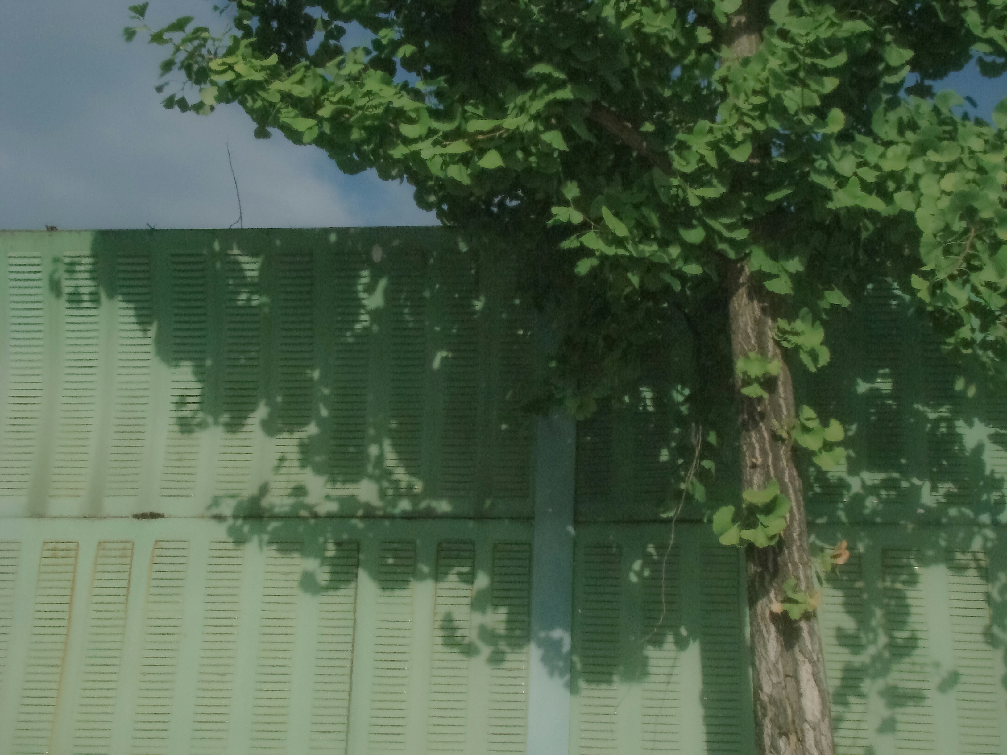 Tree casting shadows on a green wall