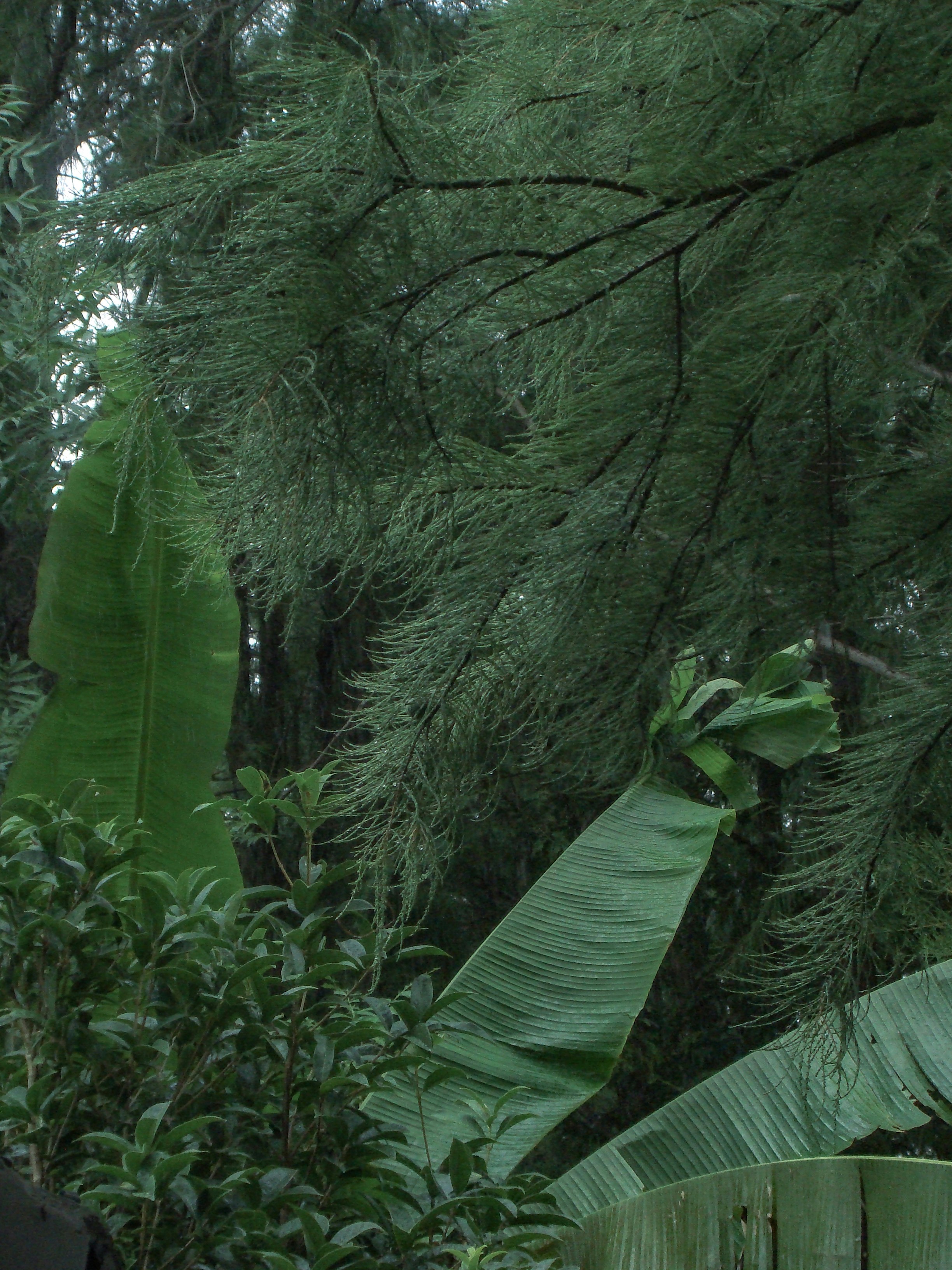 Lush green foliage with pine and banana leaves.