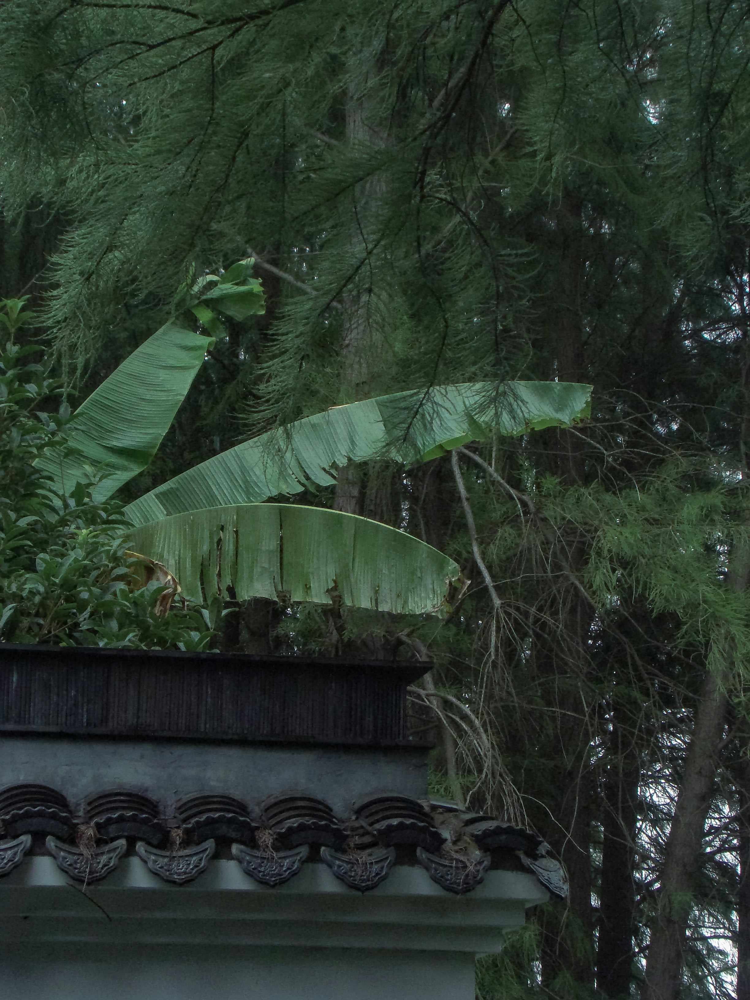 Banana leaves and pine trees above tiled roof