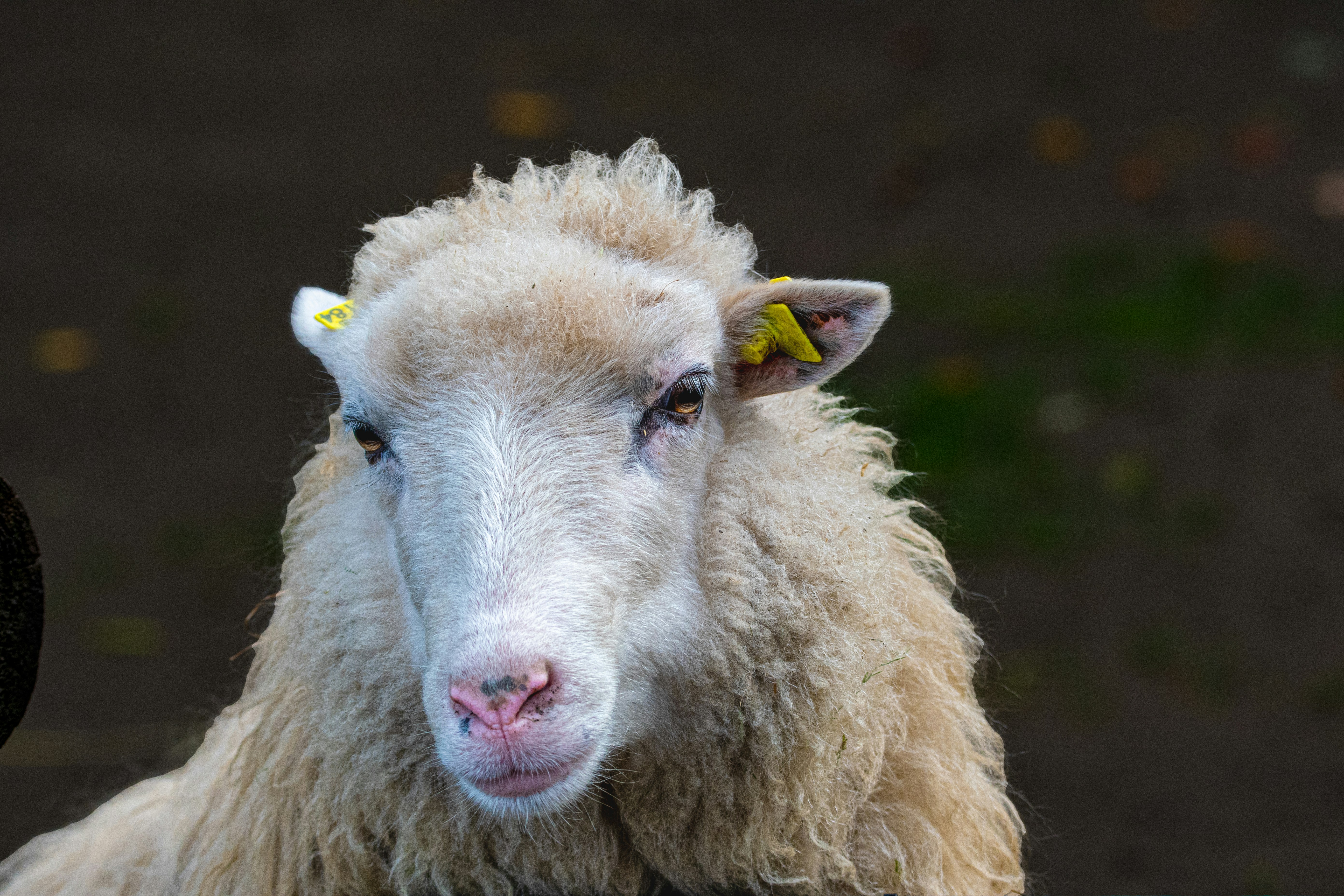 Photo by siegfriedpoepperl