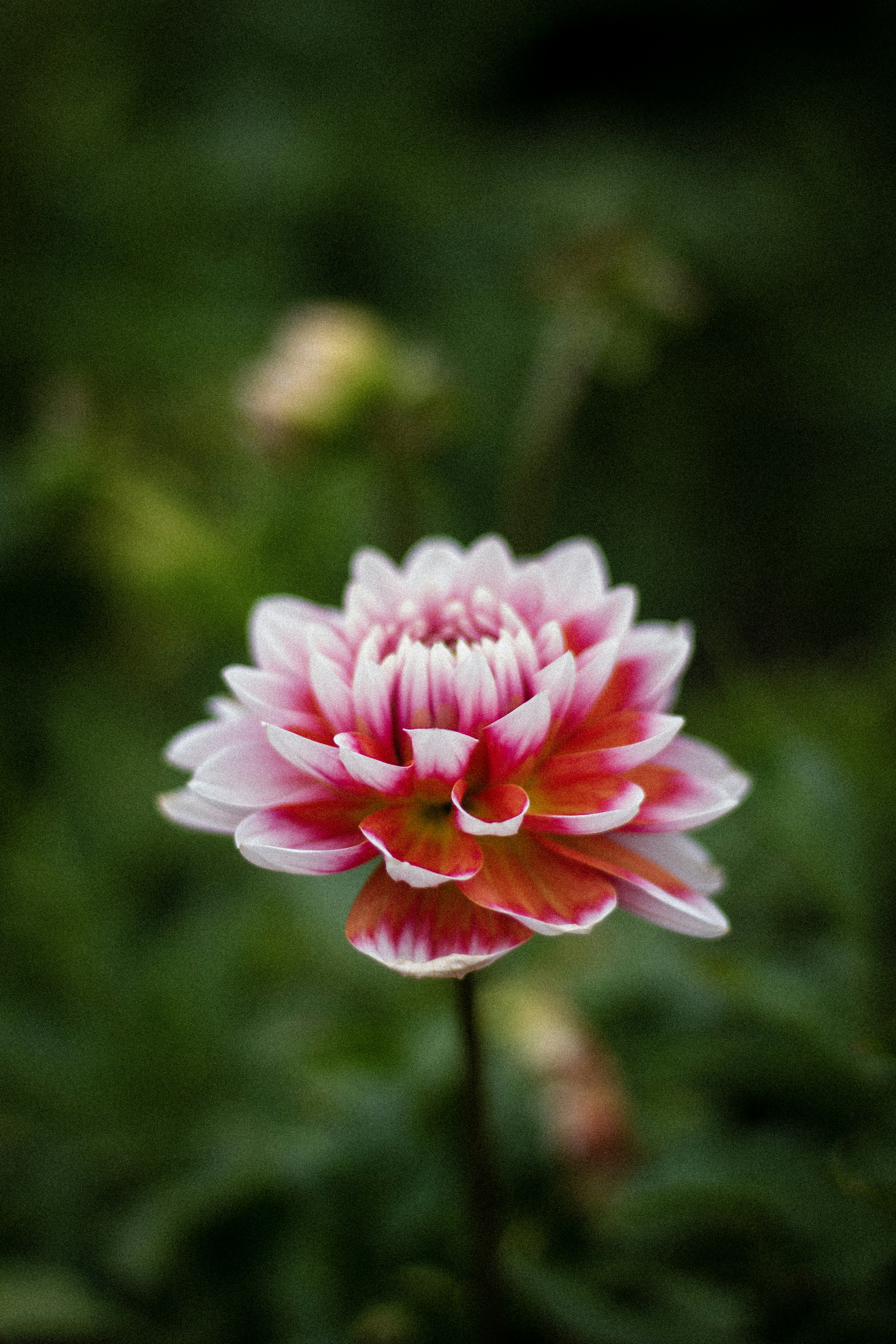 Photo by reinisbruzitis