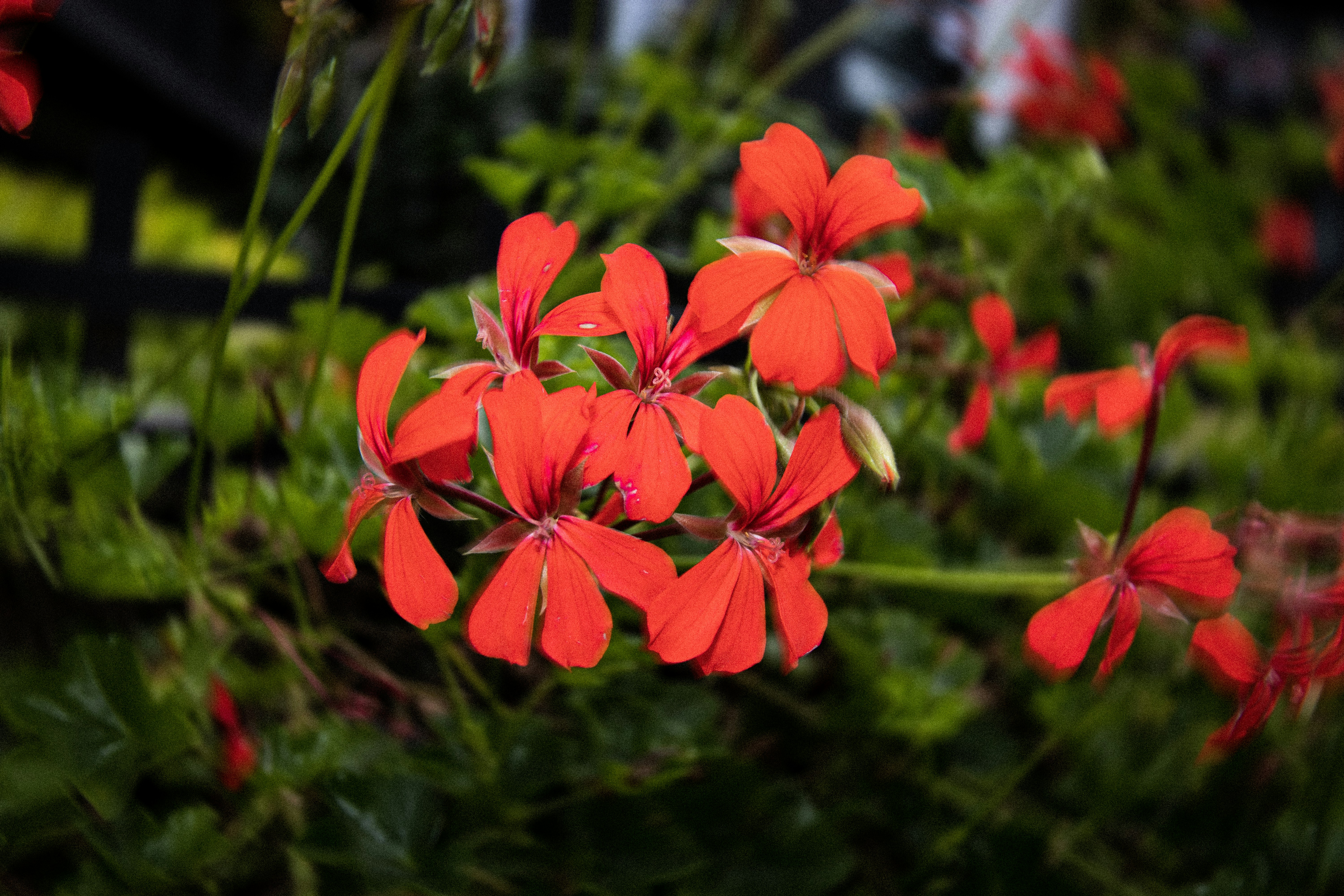 Vibrant red flowers bloom against green foliage
