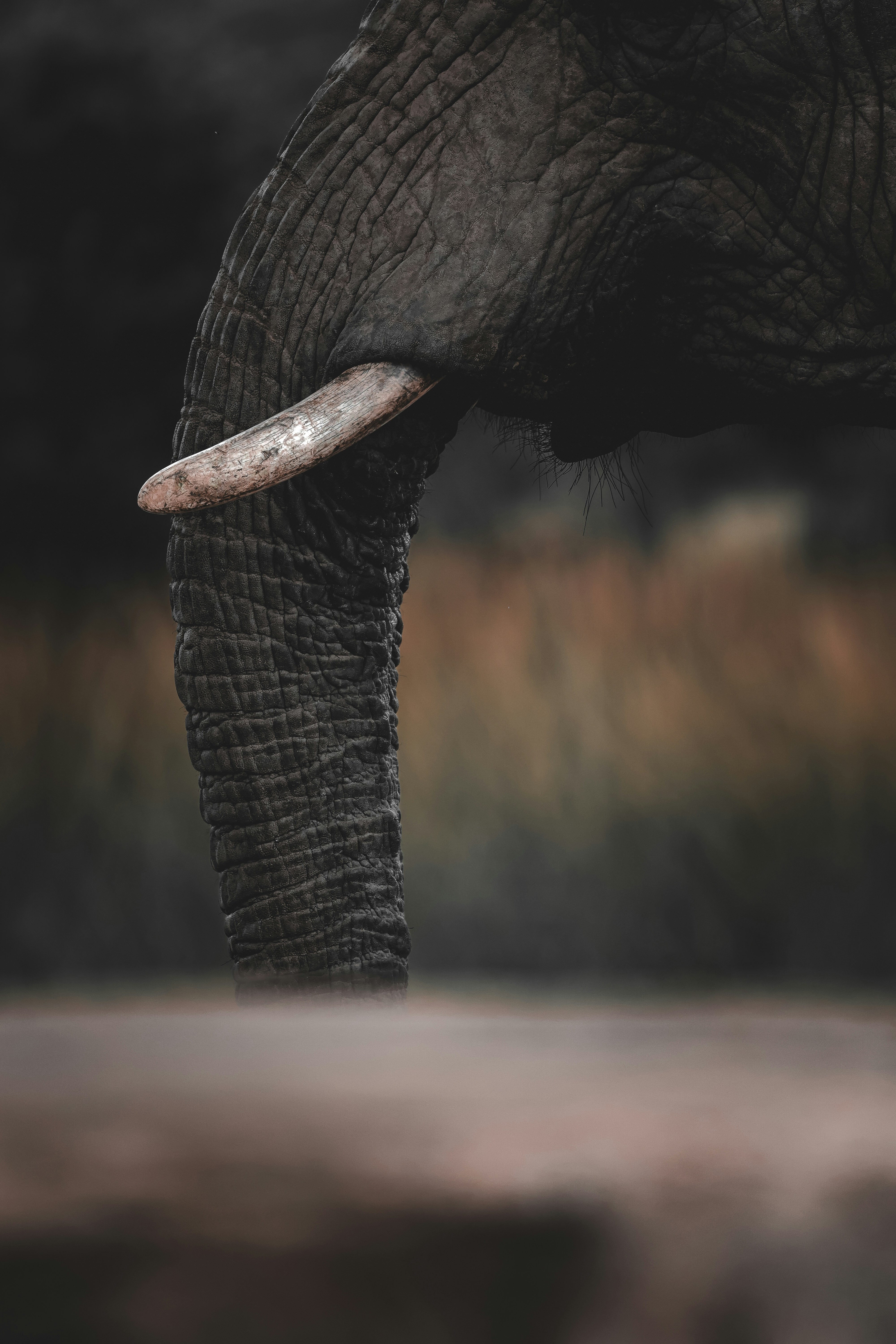 Close-up of an elephant's trunk and tusk