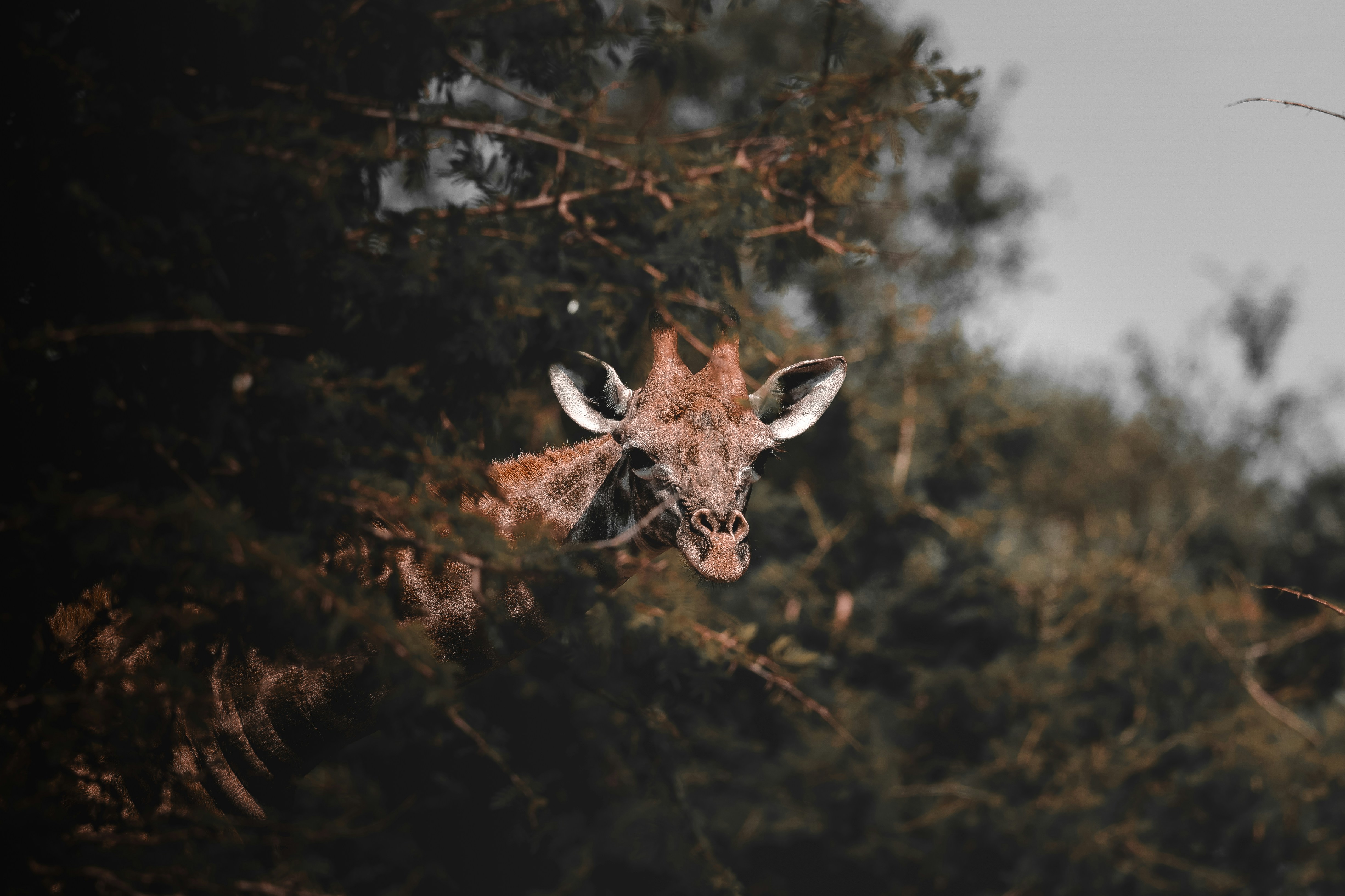 Photo by amandaswanepoel