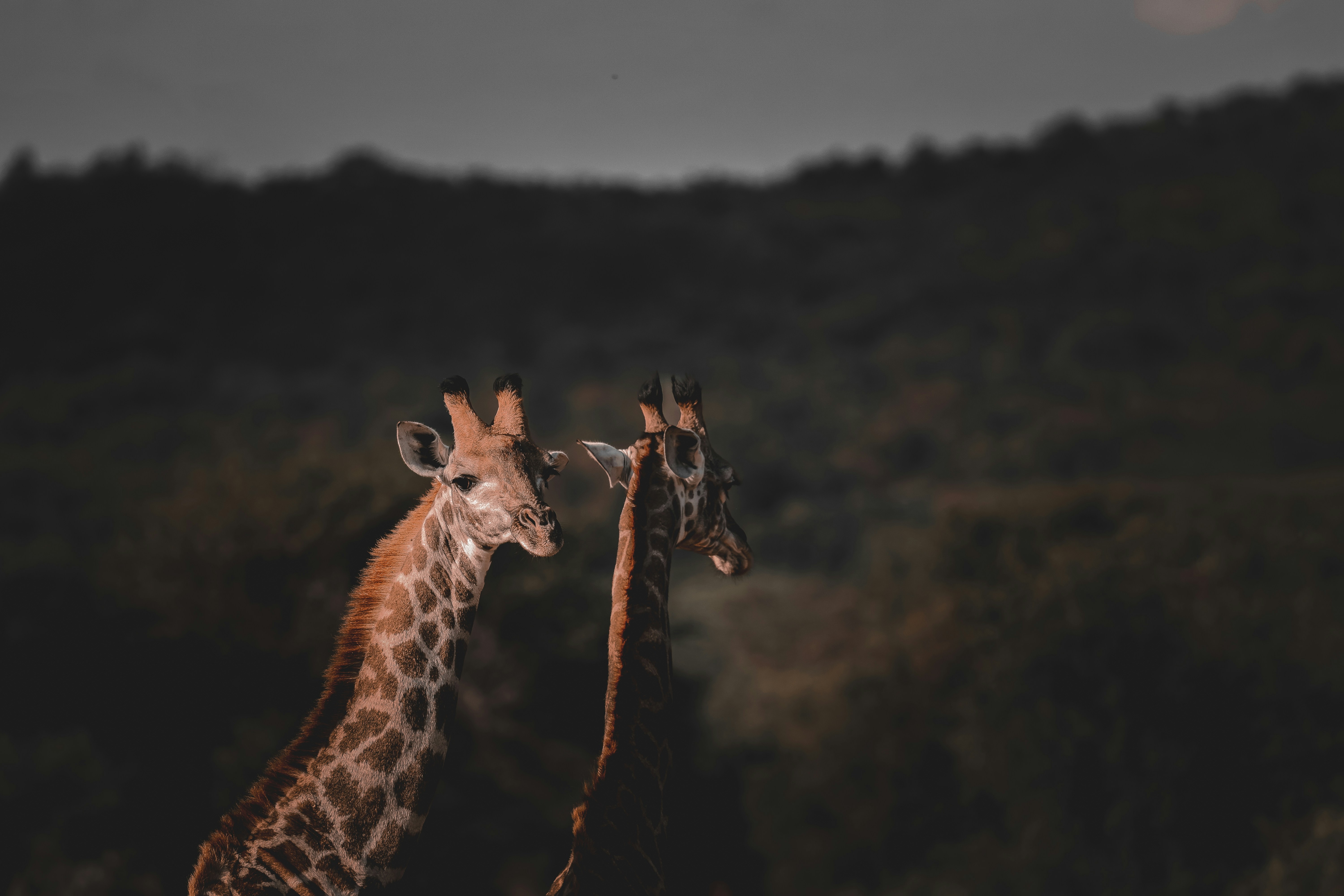 Photo by amandaswanepoel