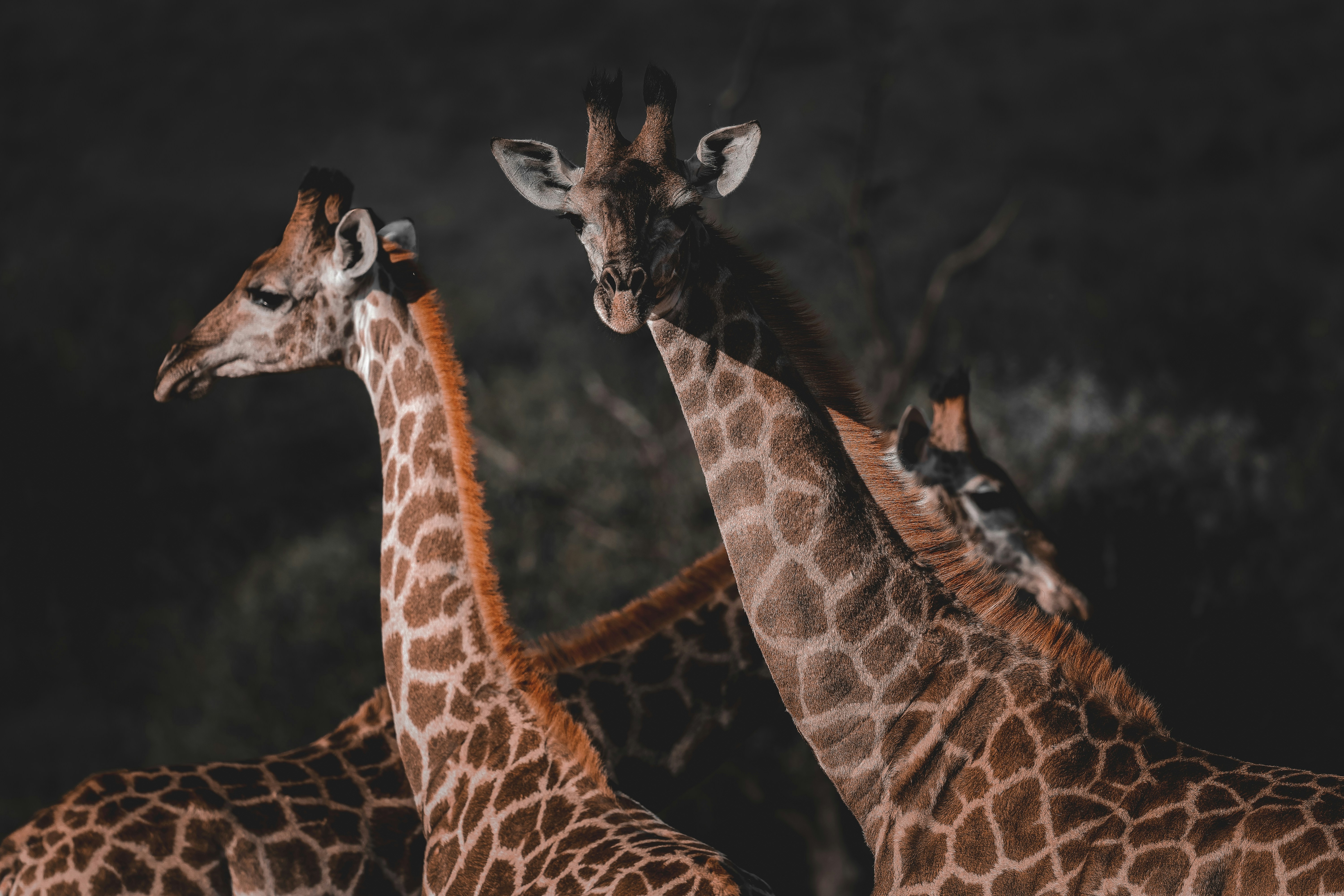 Photo by amandaswanepoel