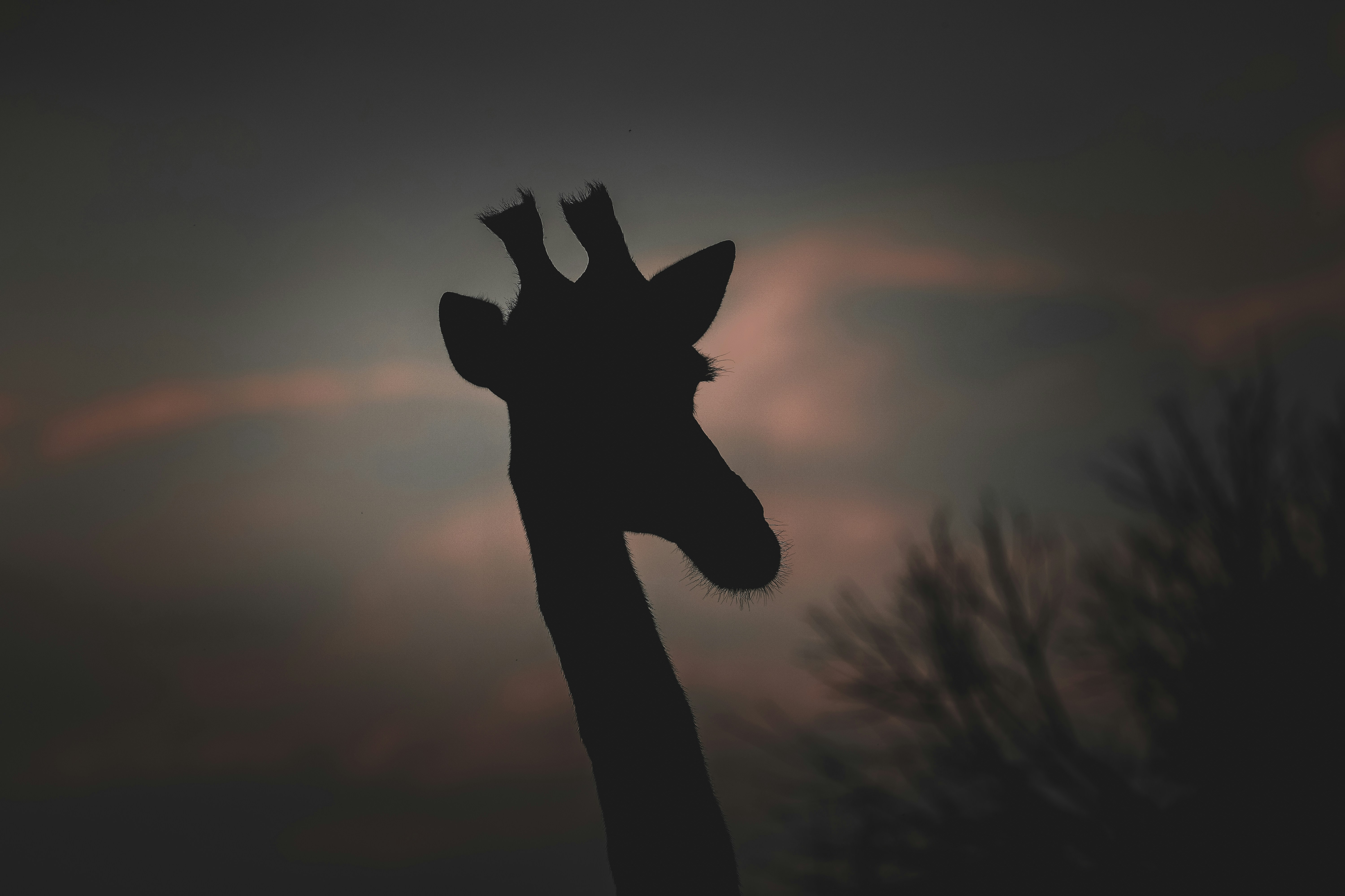 Photo by amandaswanepoel