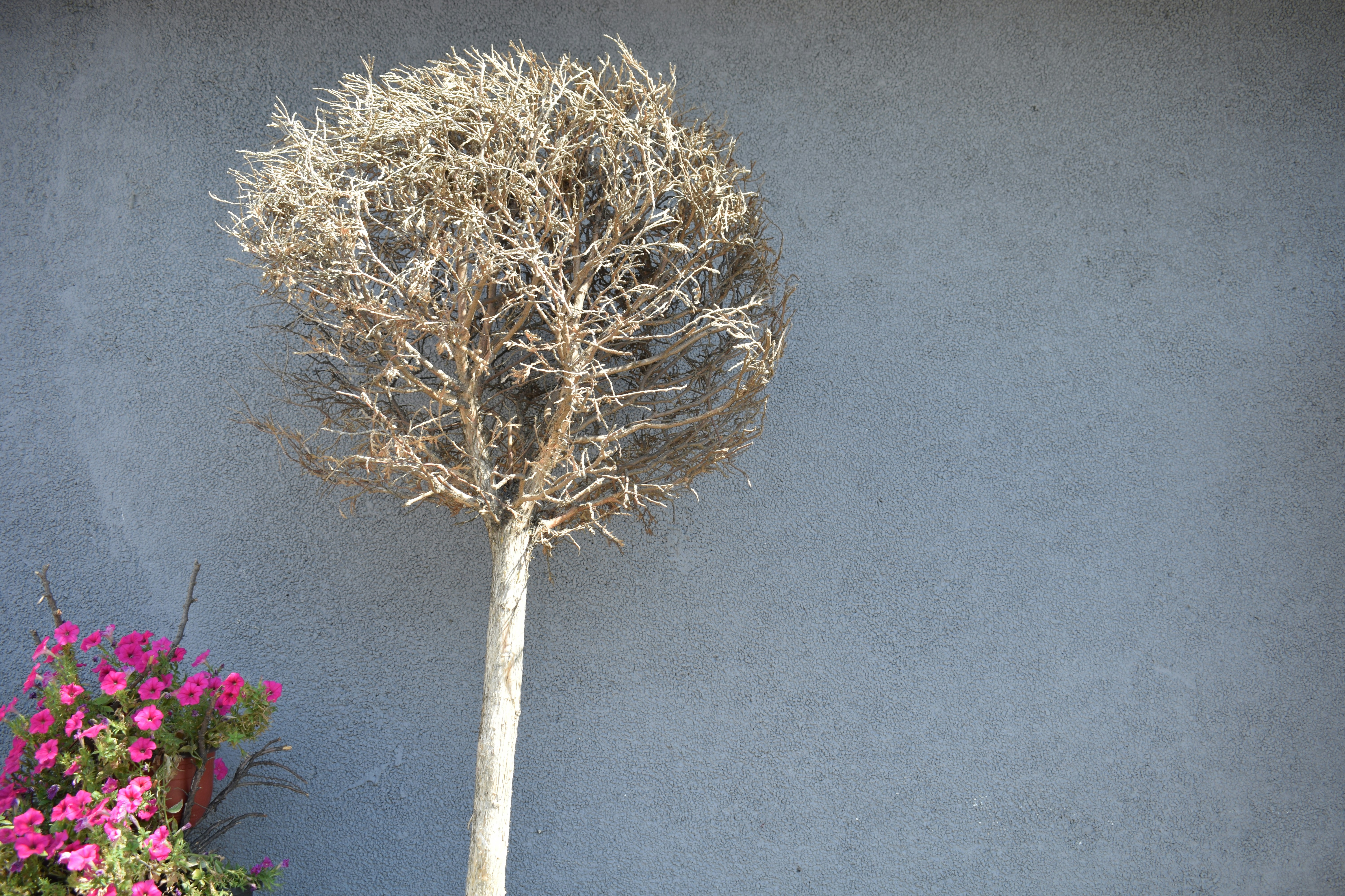 Bare tree against a textured gray wall with pink flowers.