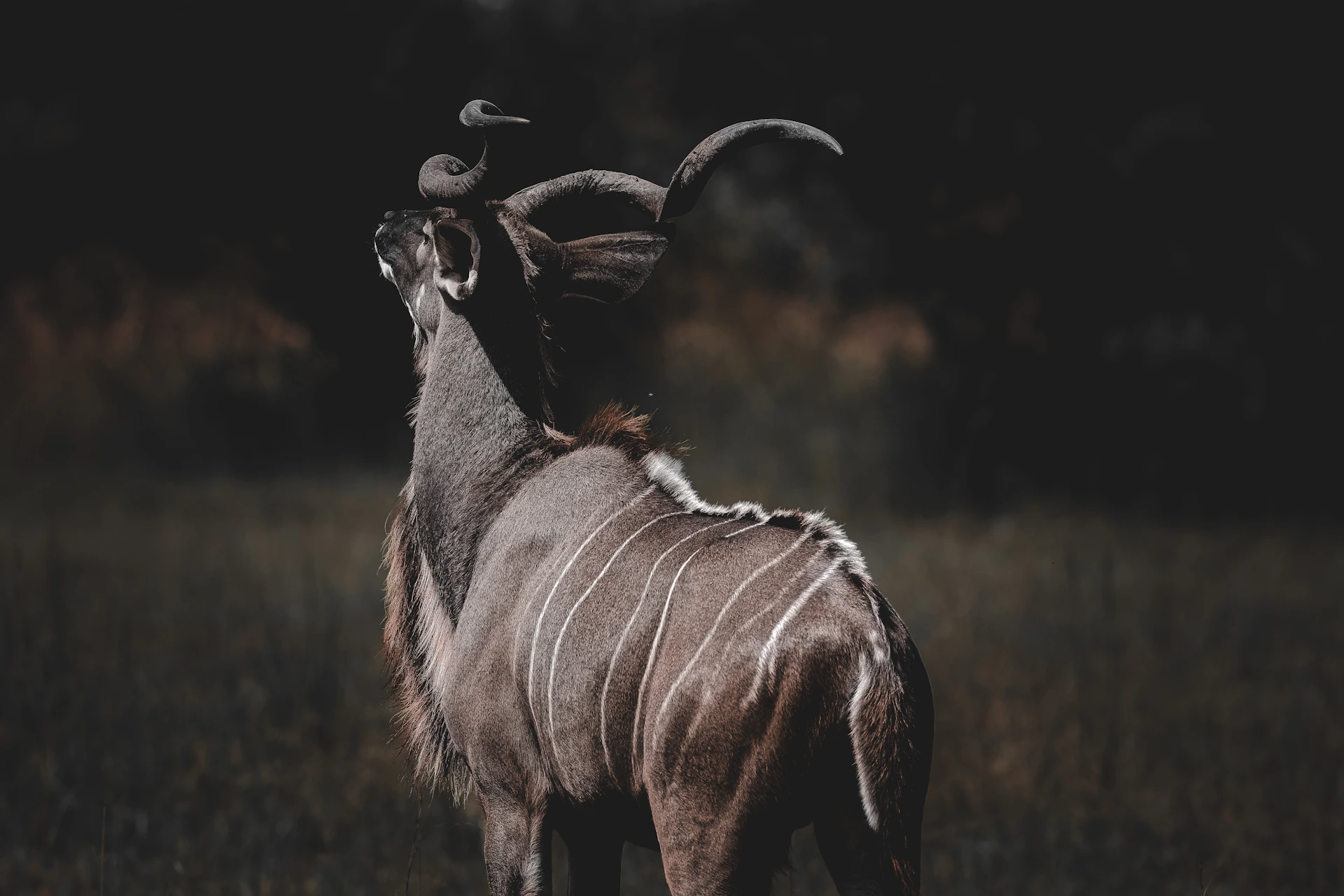 A kudu with a bird on its horns.