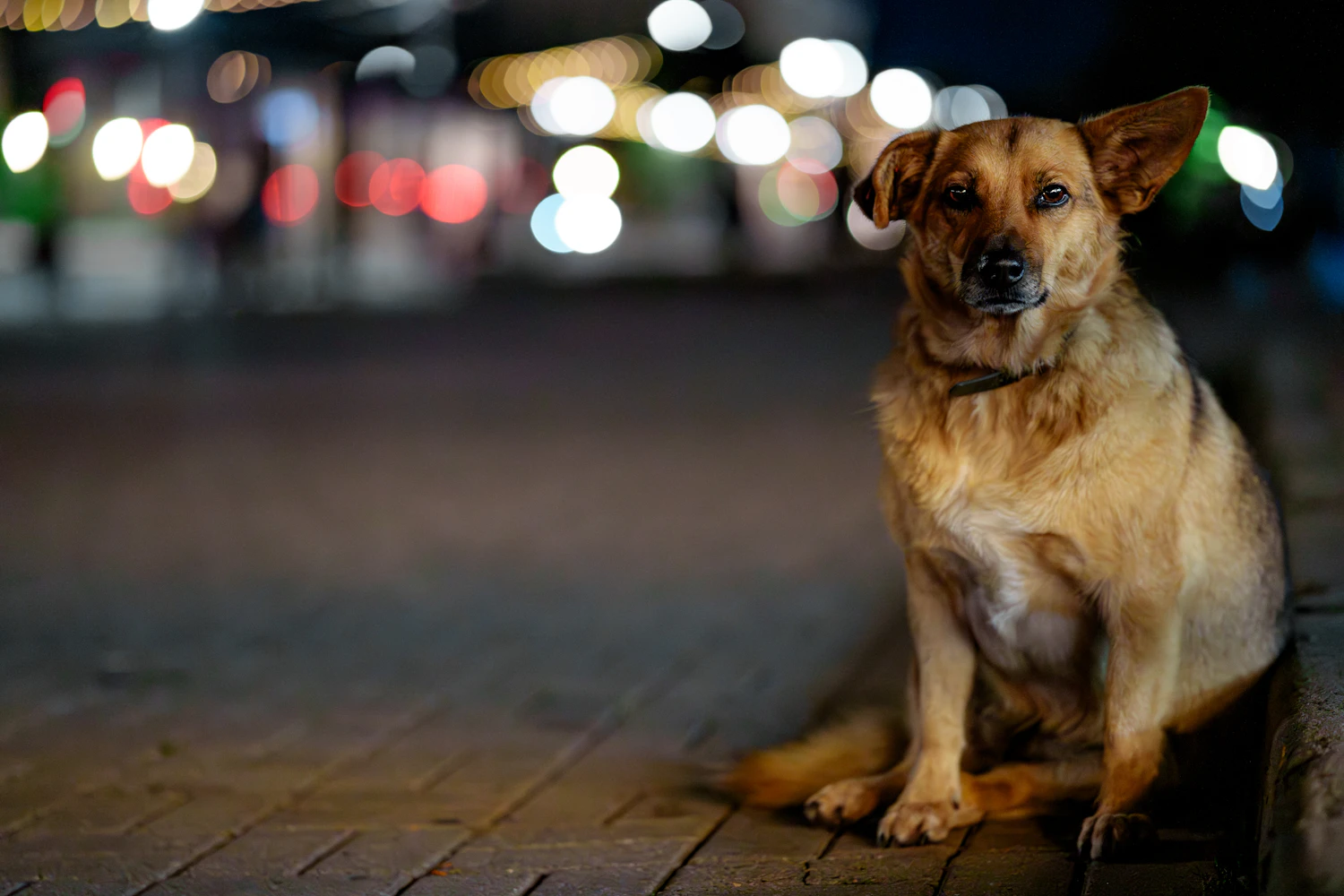 A tan dog sitting on a city pavement at night