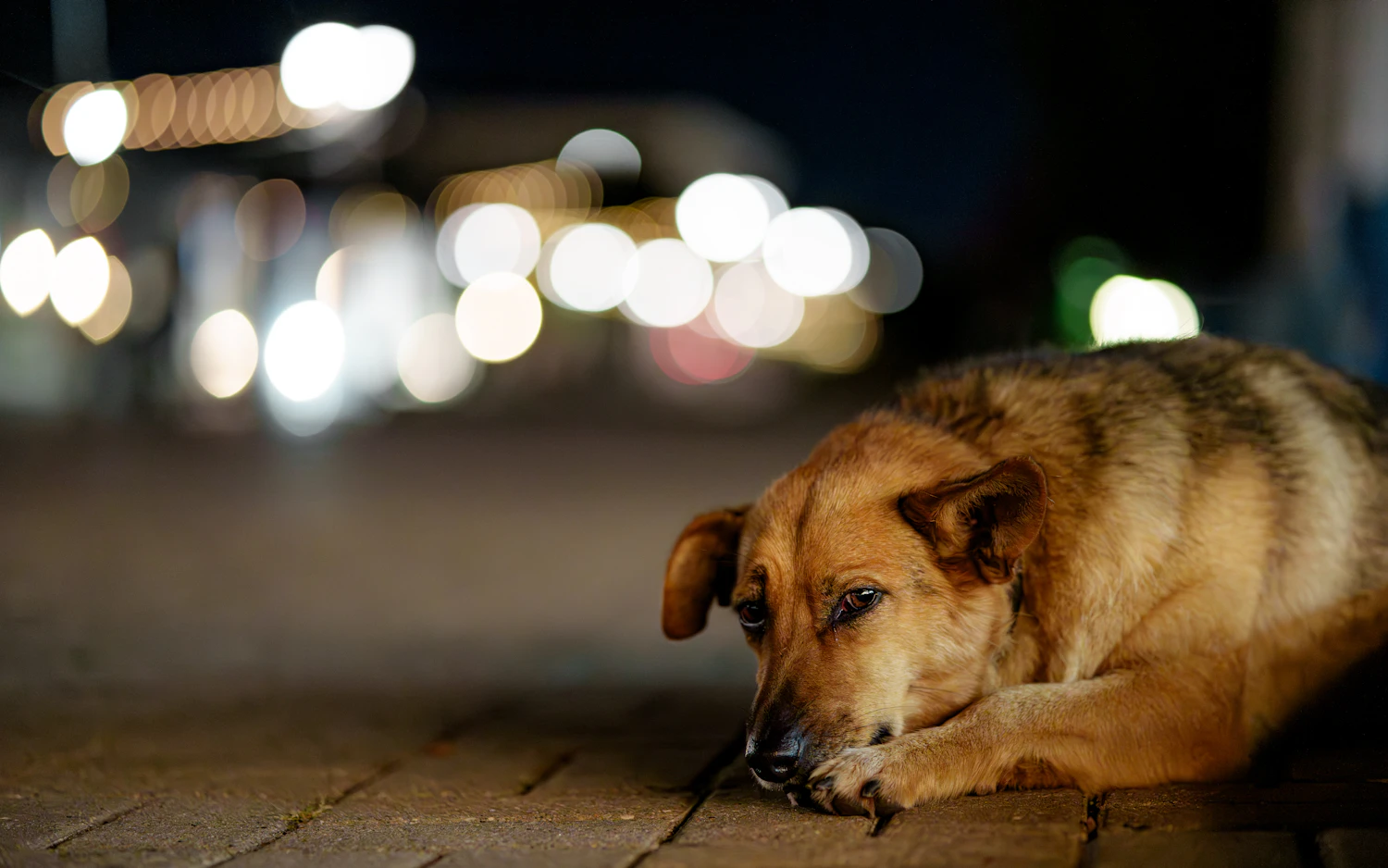 A dog resting on a paved street under night lights
