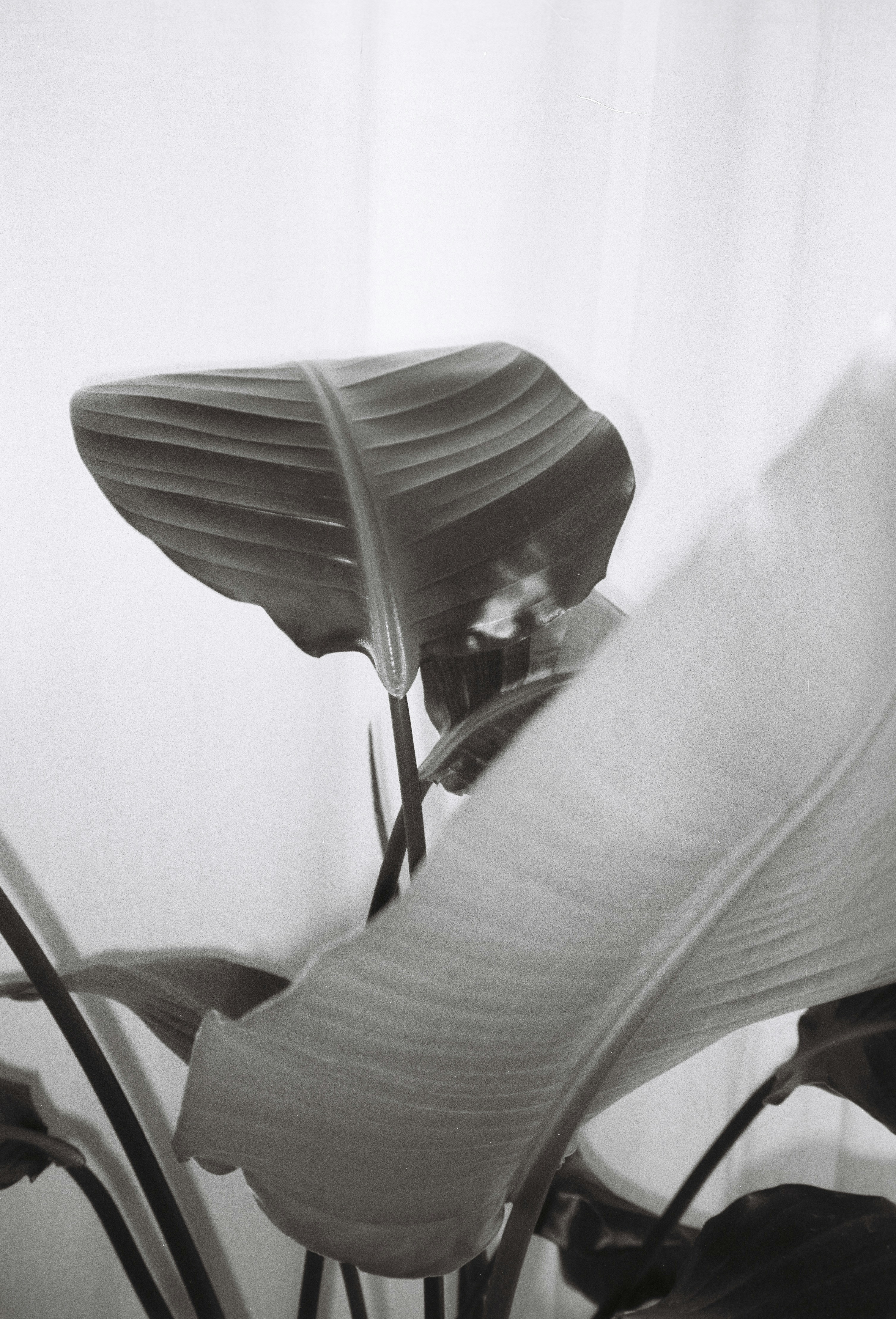 Large tropical leaves against a white background