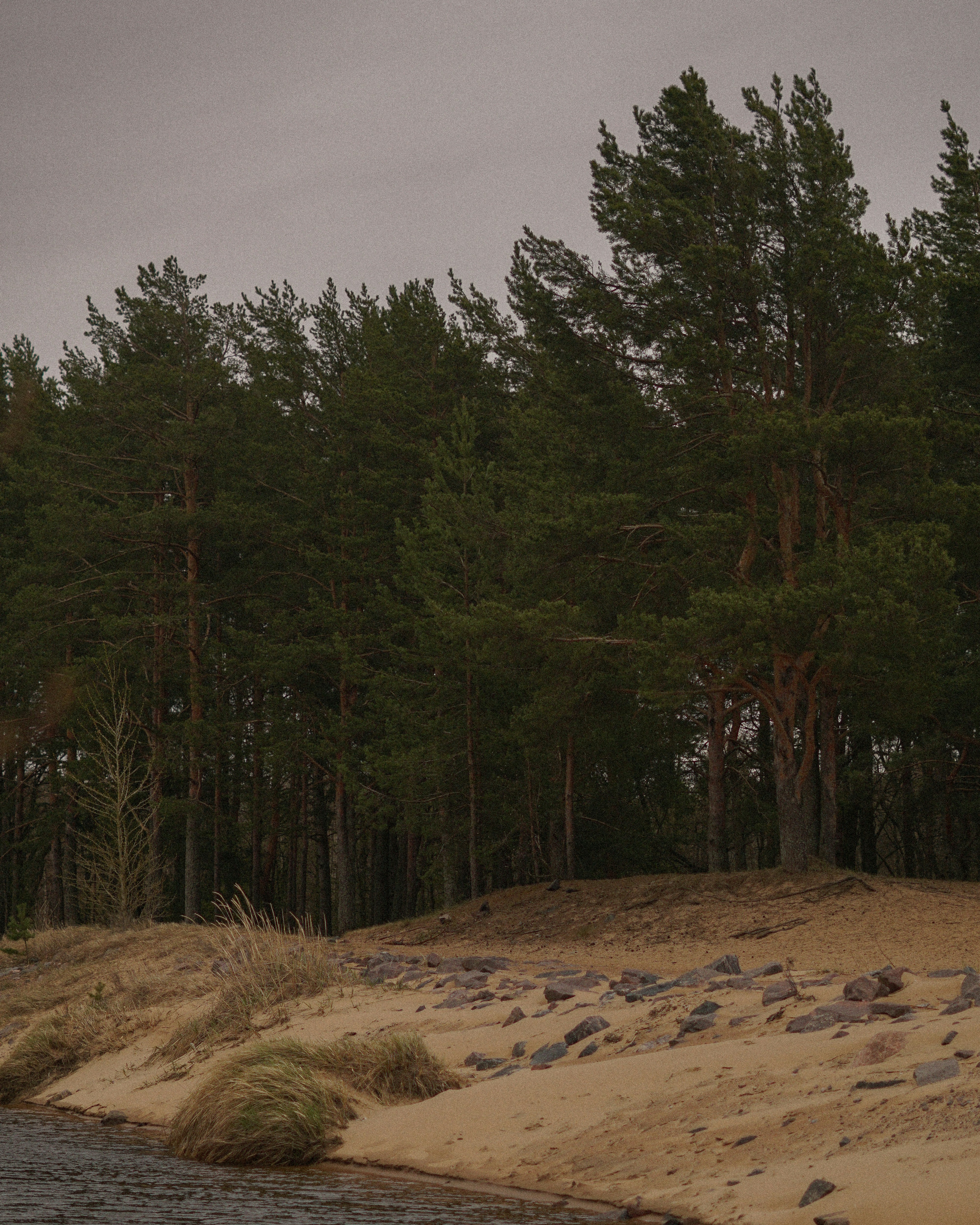 Pine trees on a sandy shore under cloudy sky