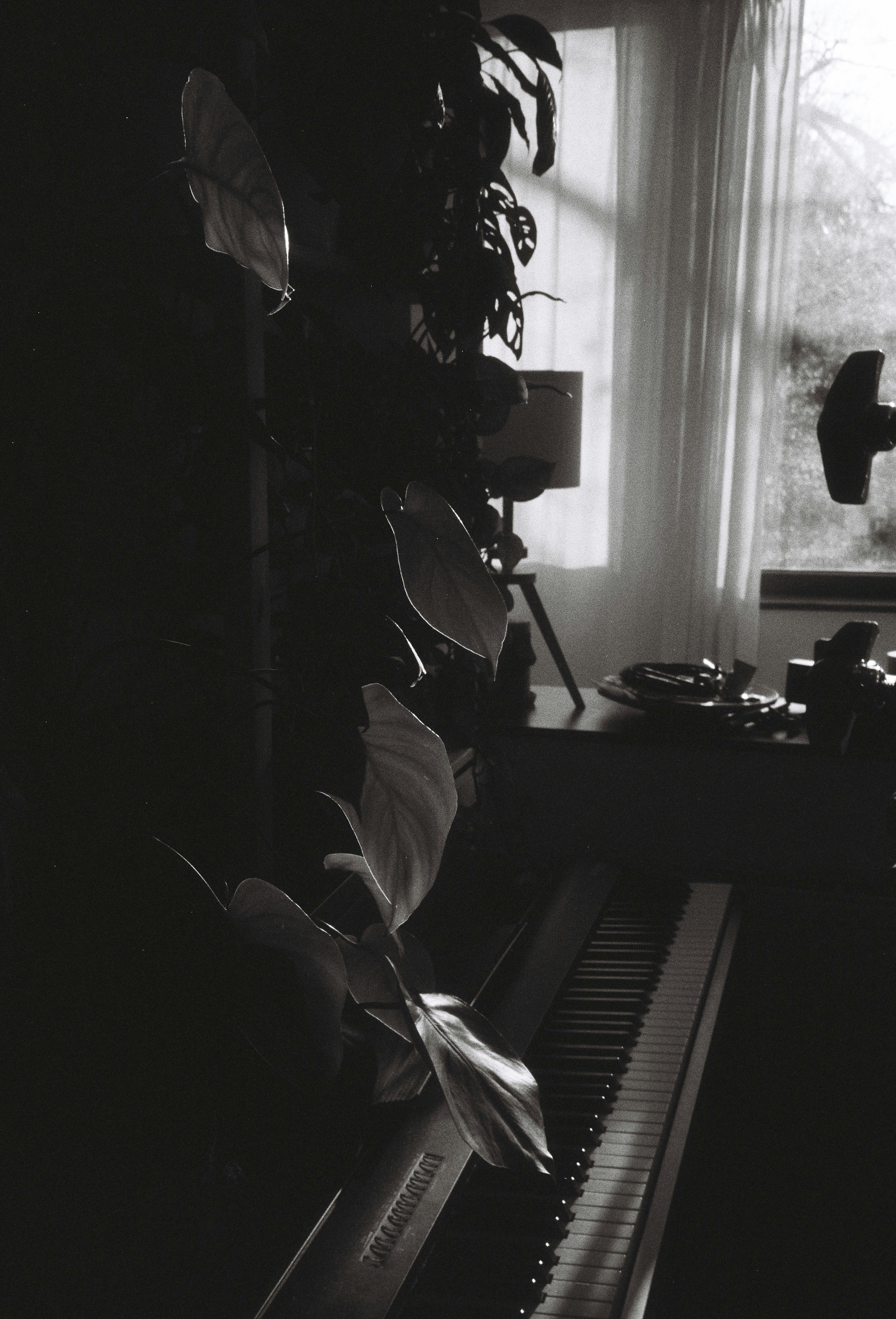 Piano and plant in dimly lit room with window.