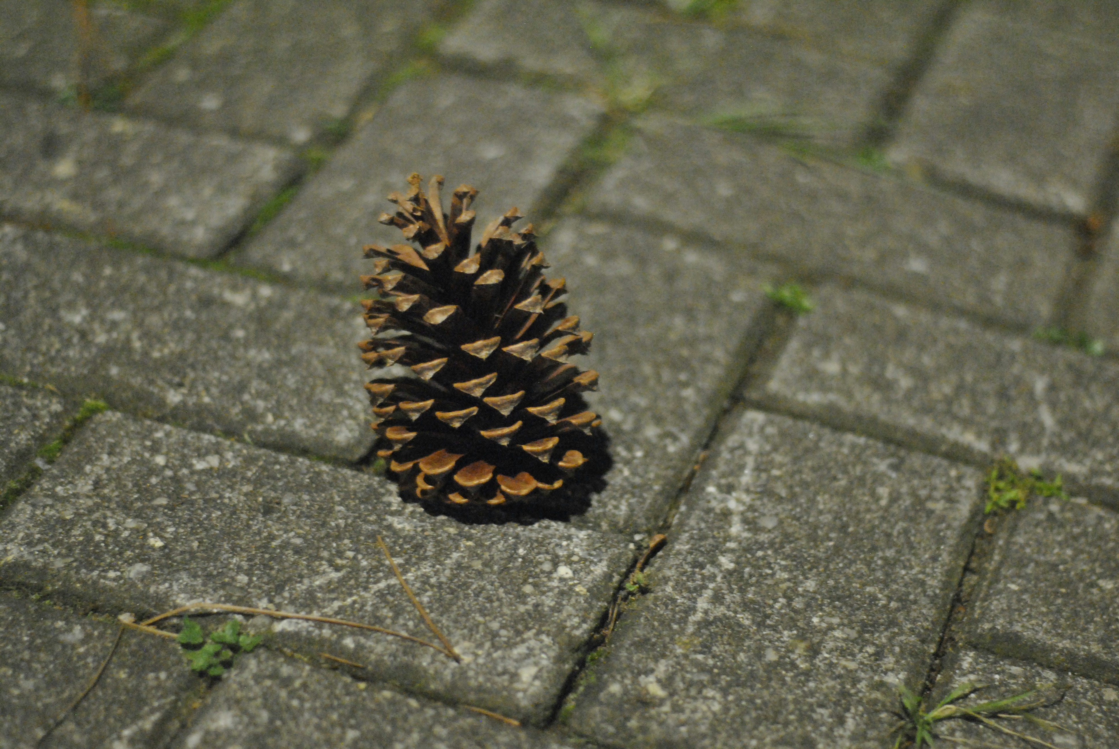A single pinecone rests on a paved walkway.