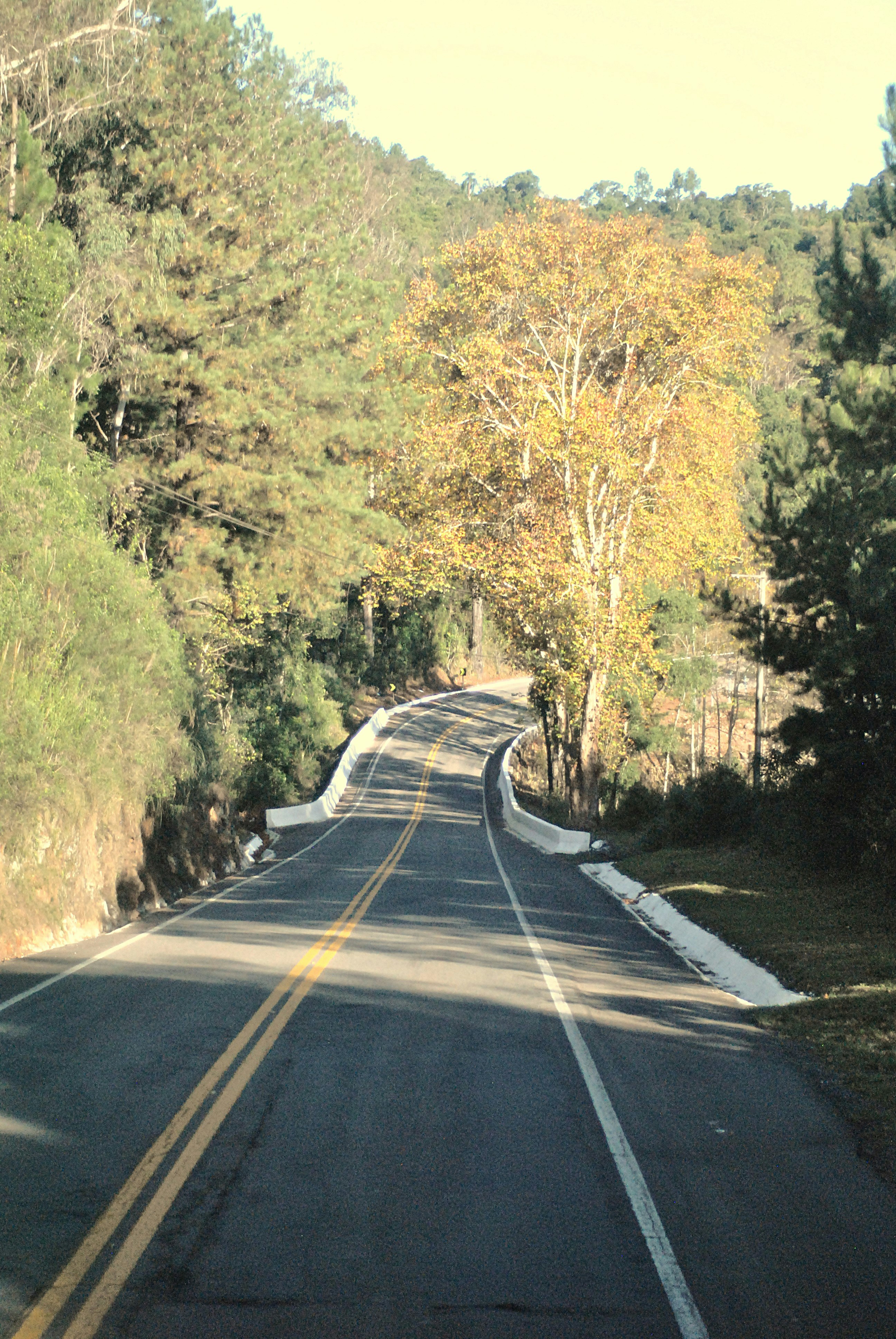Winding road through a forest with autumn trees.
