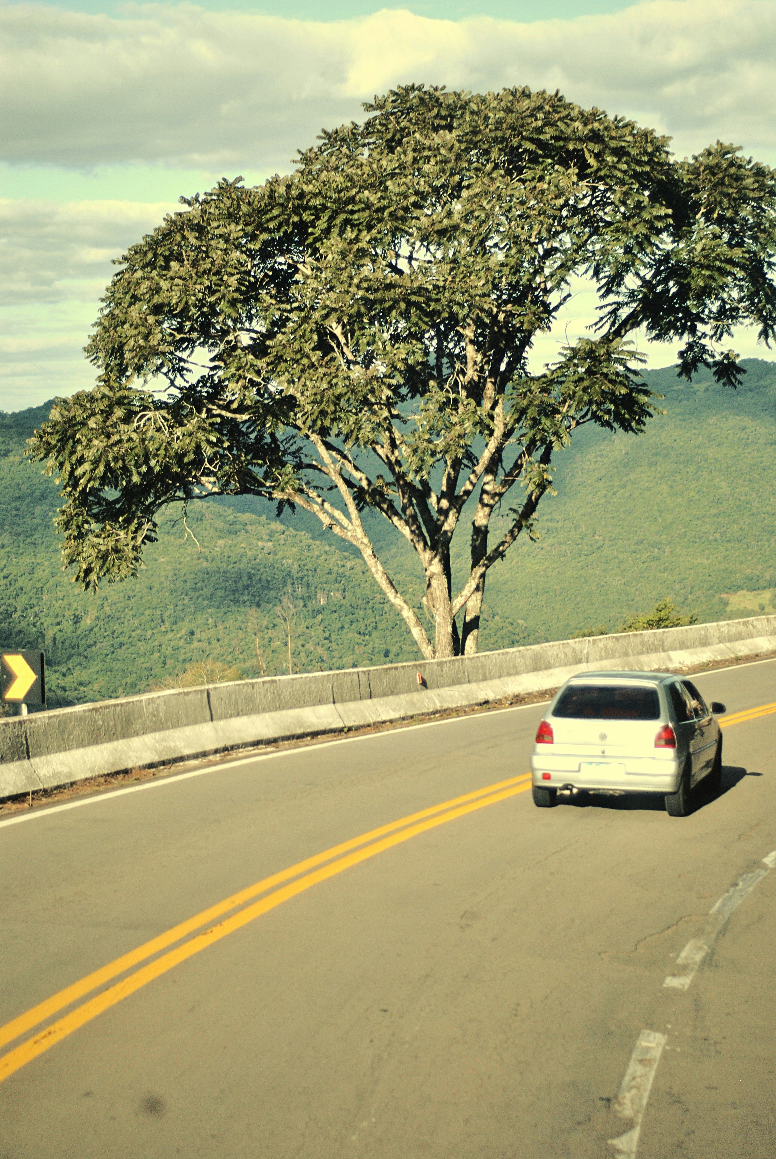 Car drives on a winding road near a large tree.