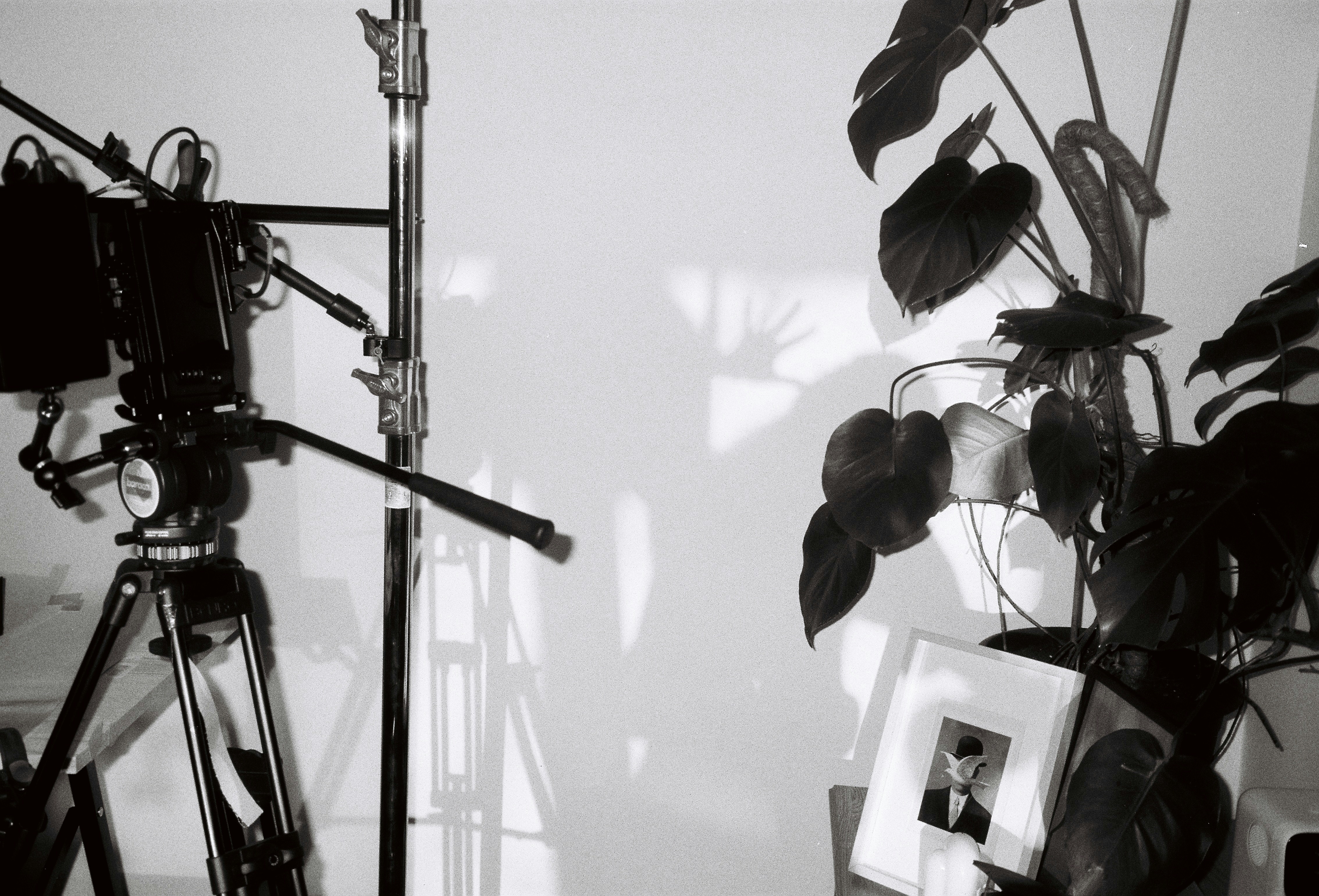Camera on tripod next to potted plant and framed photo.
