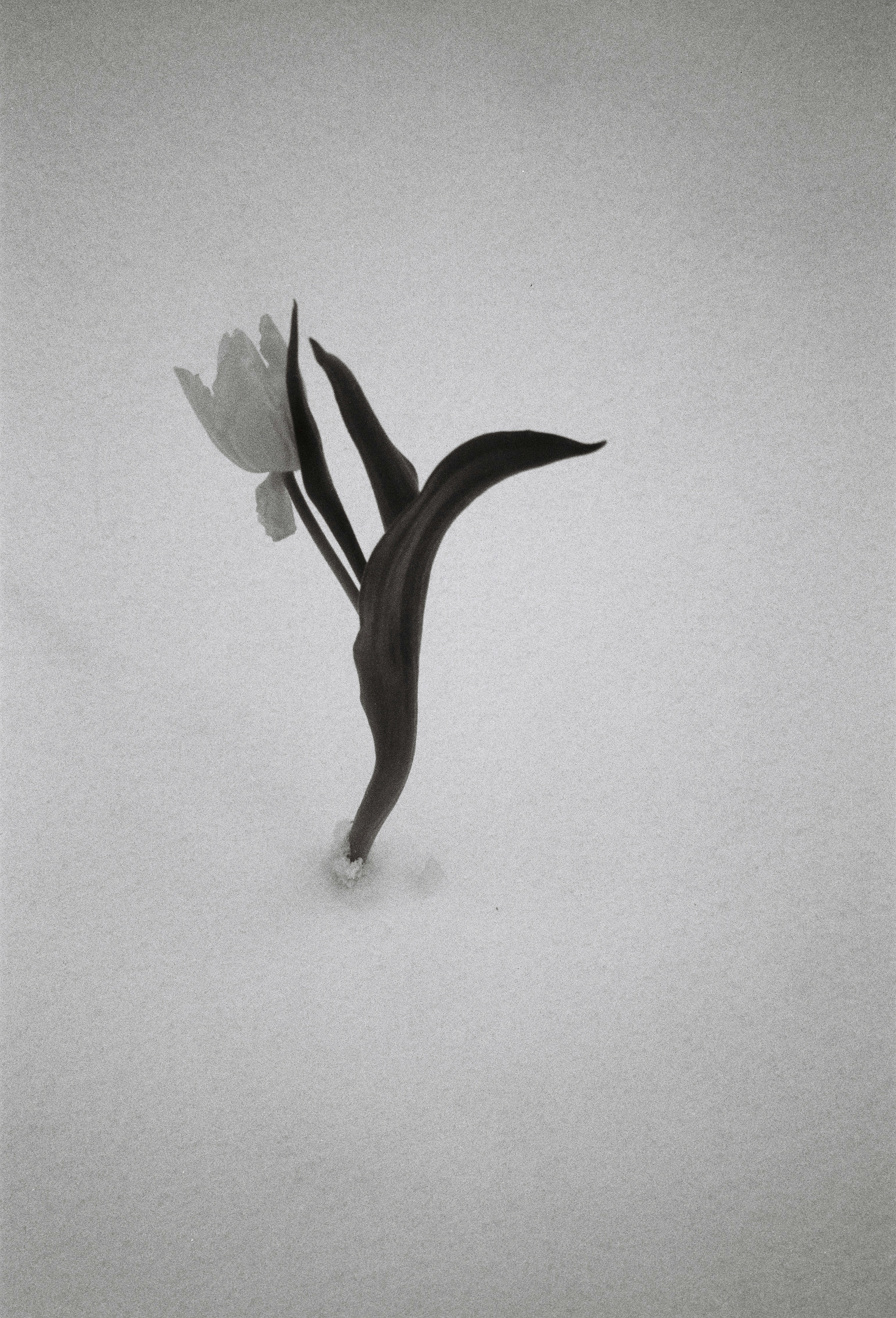A single tulip emerges from the snow.