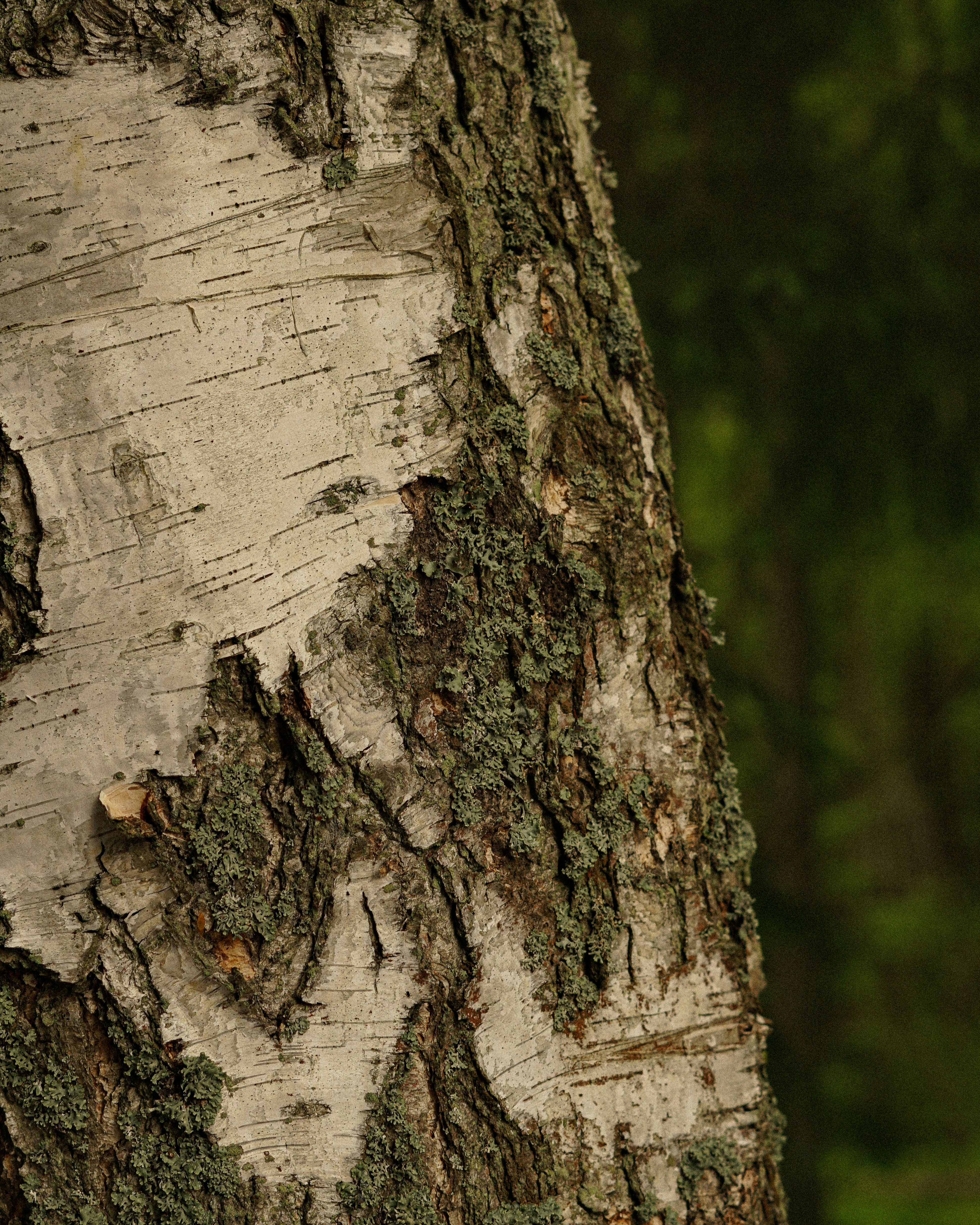 Close-up of textured birch tree bark with moss.