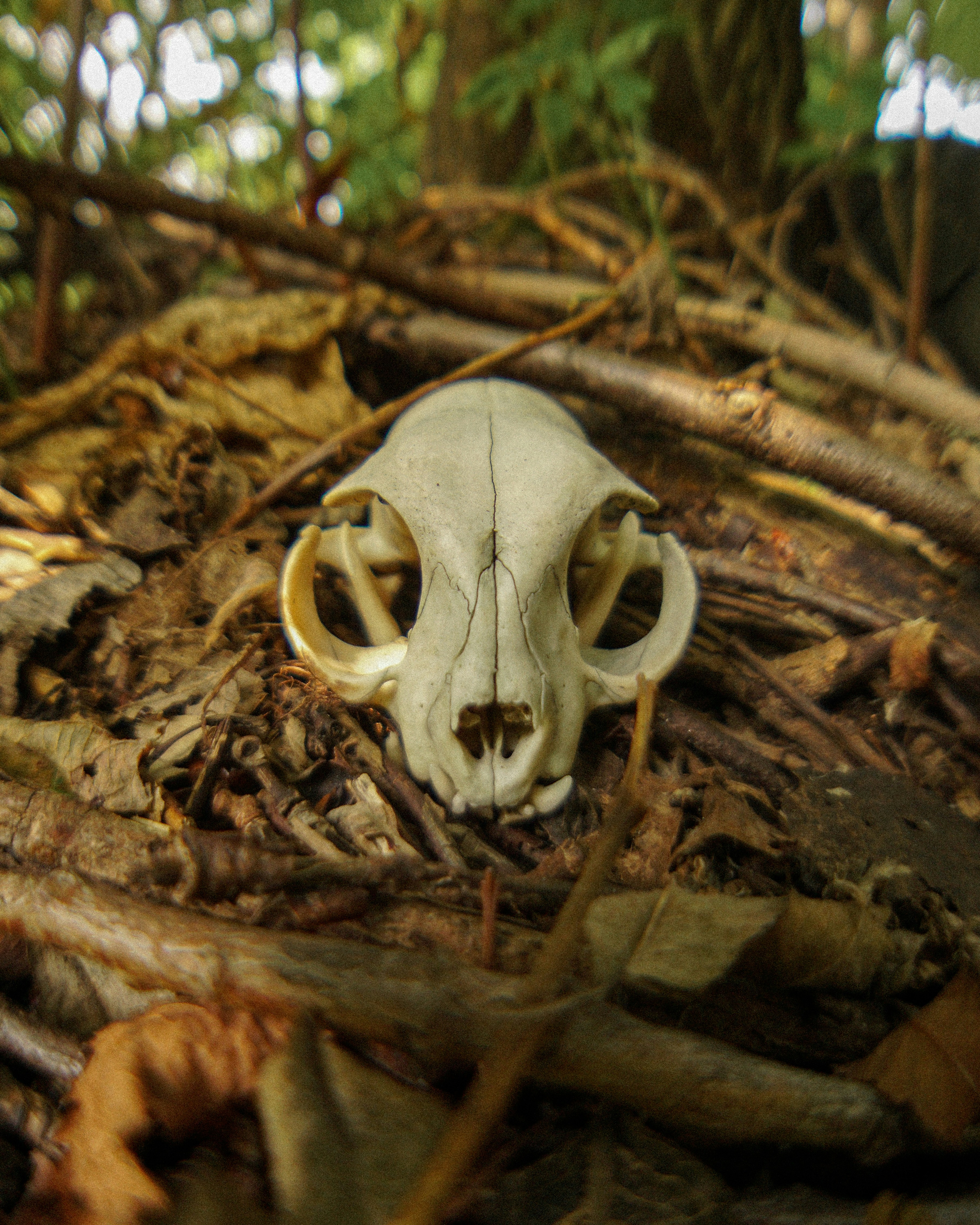 Animal skull resting on forest floor among leaves