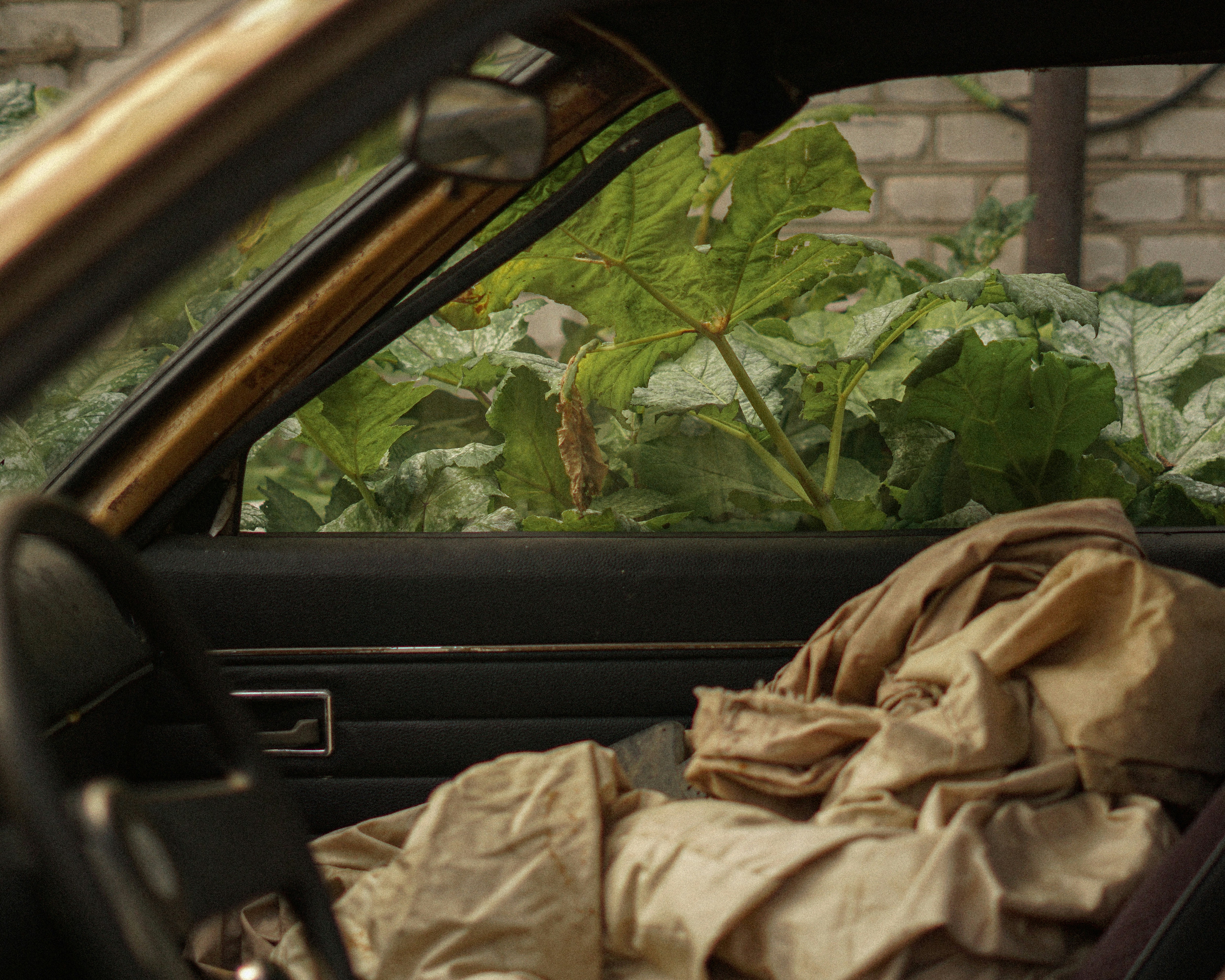 Overgrown plants seen through a car window