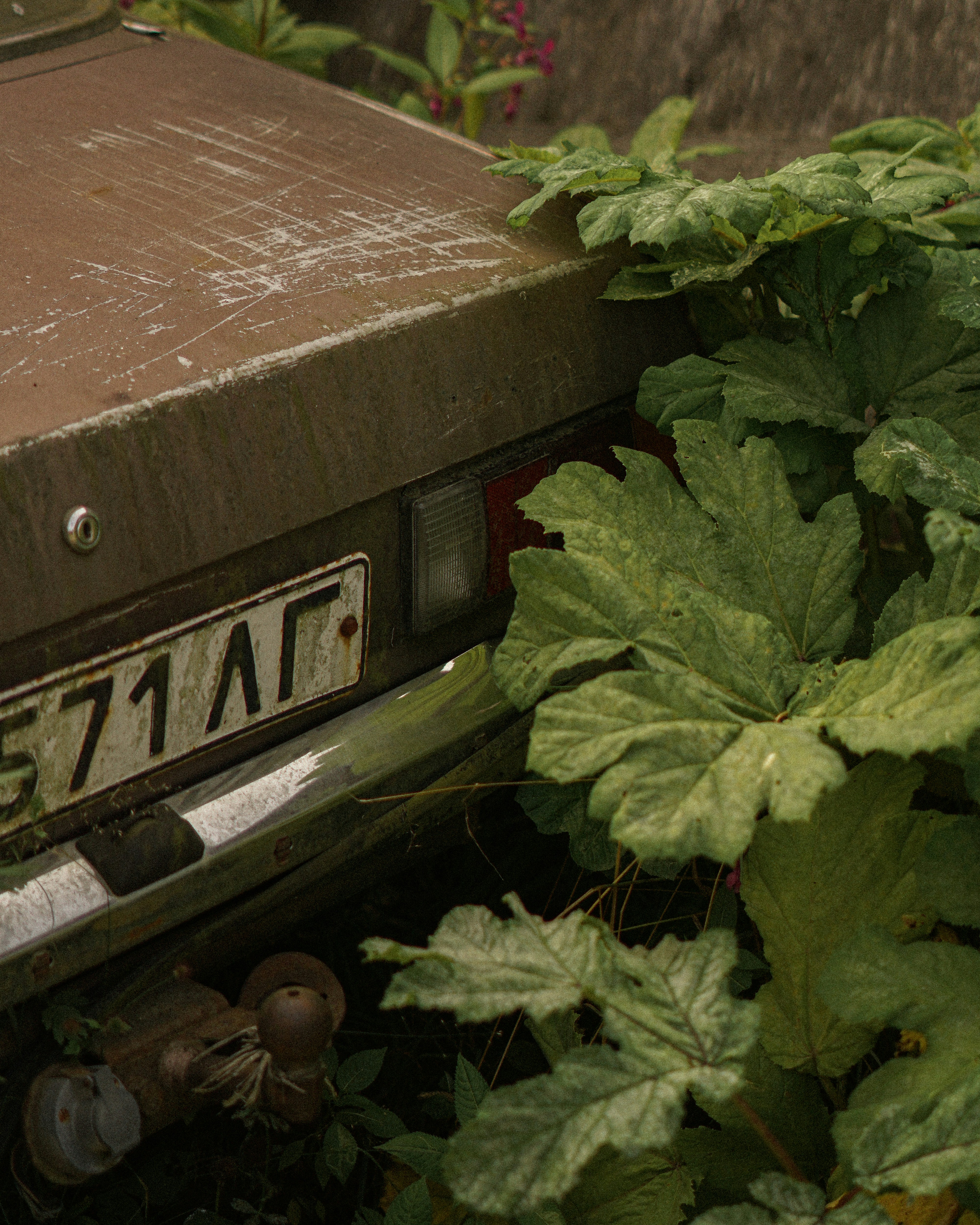 Overgrown abandoned car with license plate