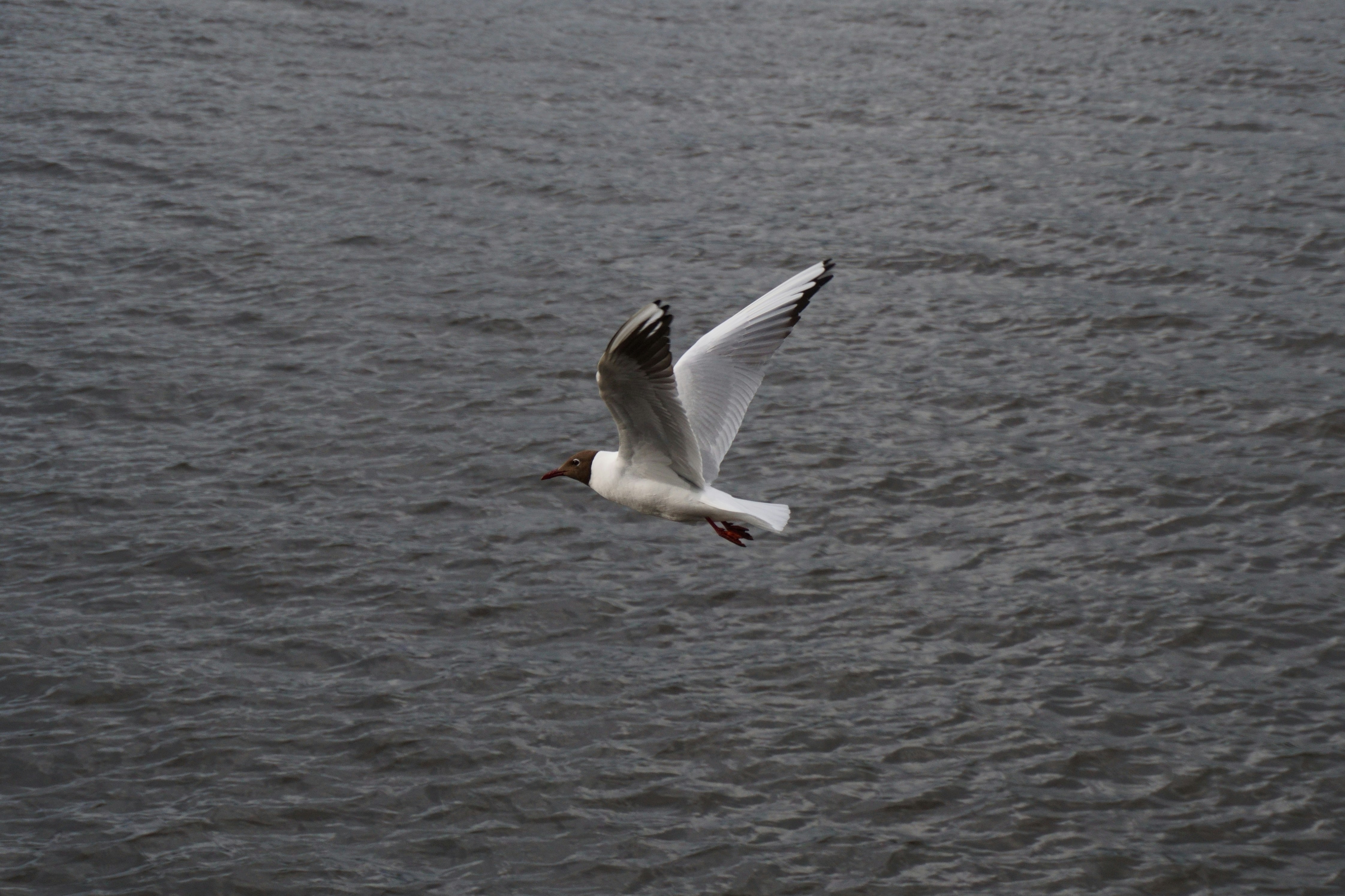 A seagull flying over dark water