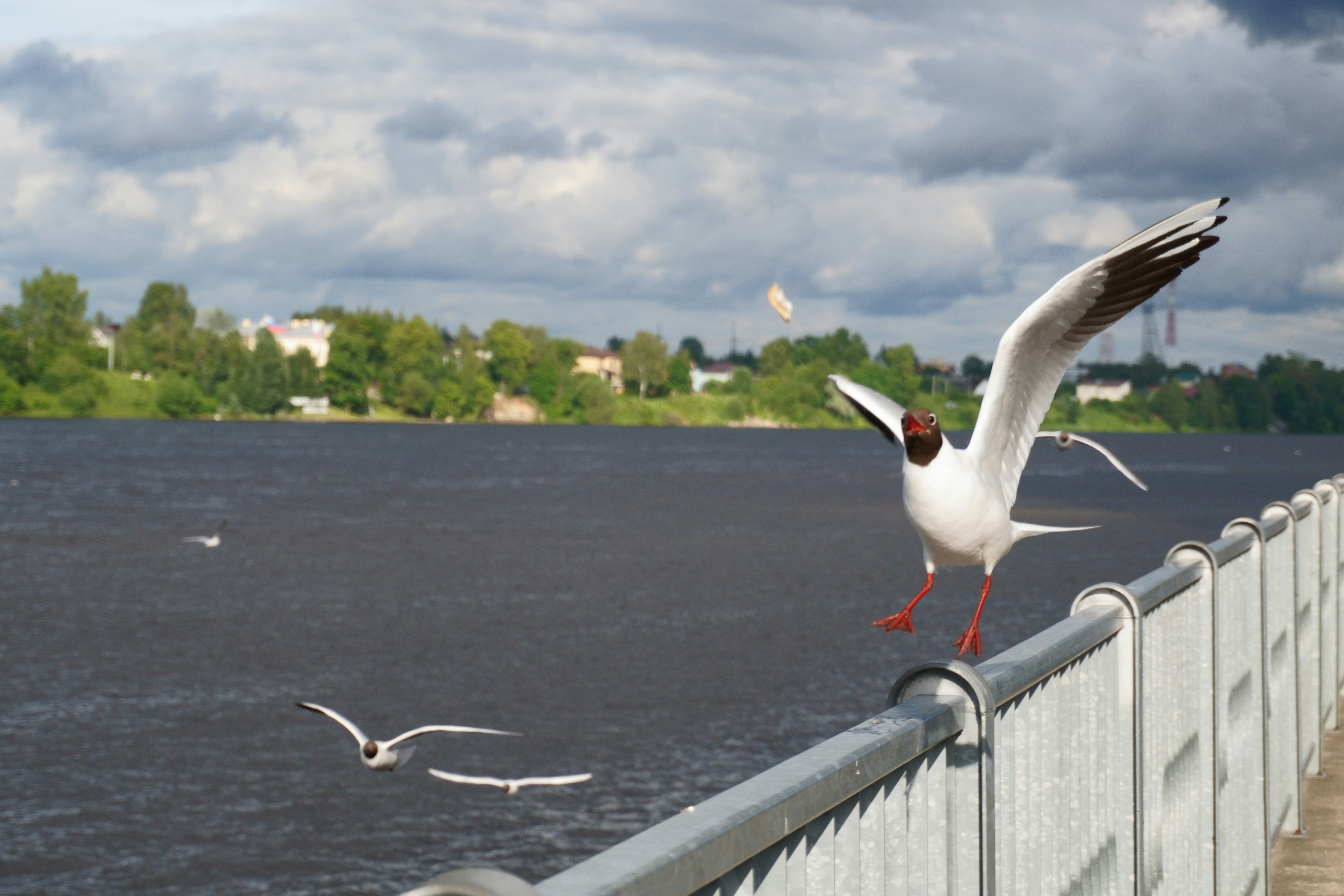 Seagulls flying near a railing by the water