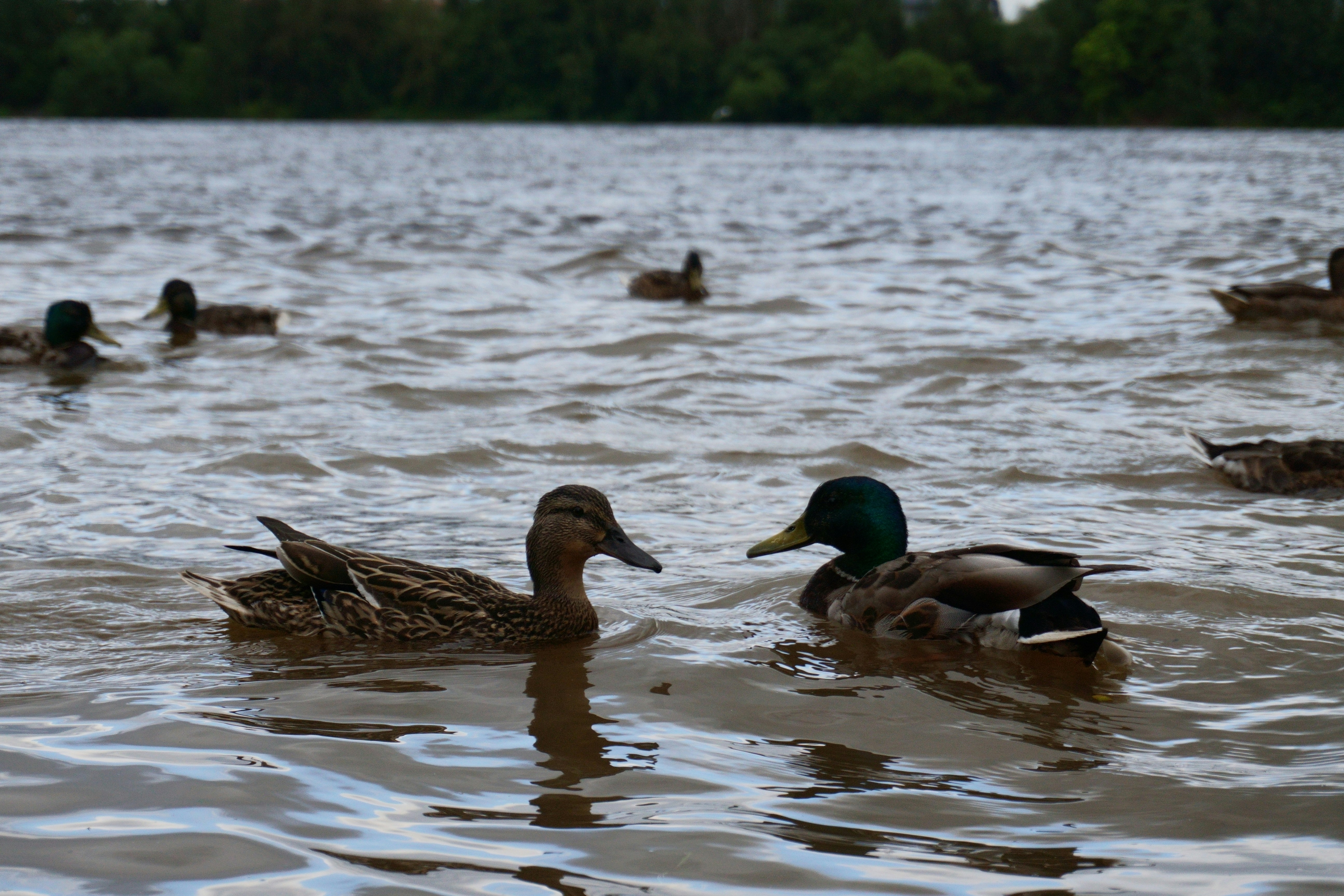 Ducks swimming on a lake