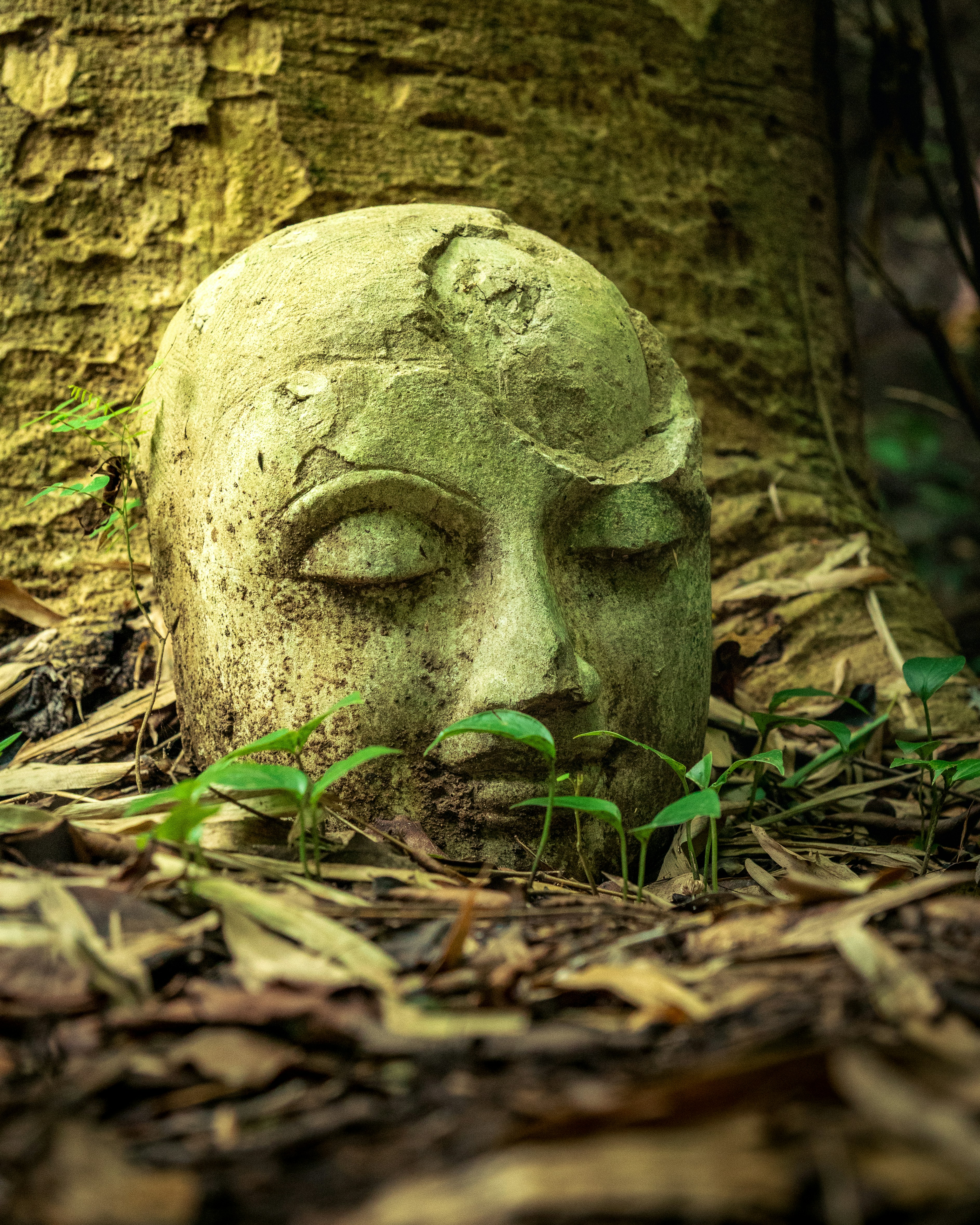 Antica testa di pietra che emerge dal suolo della foresta
