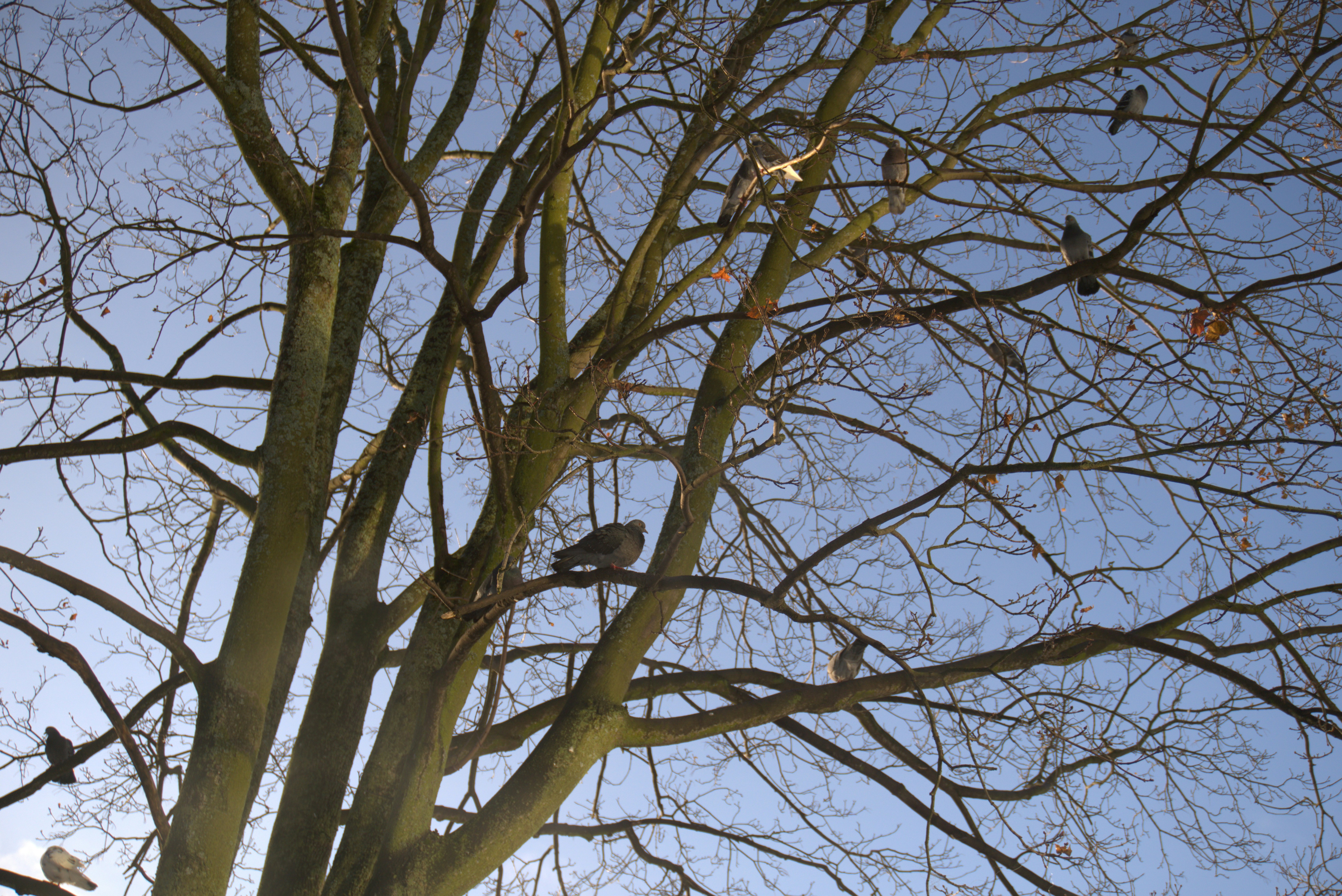 Birds perched on bare tree branches against blue sky