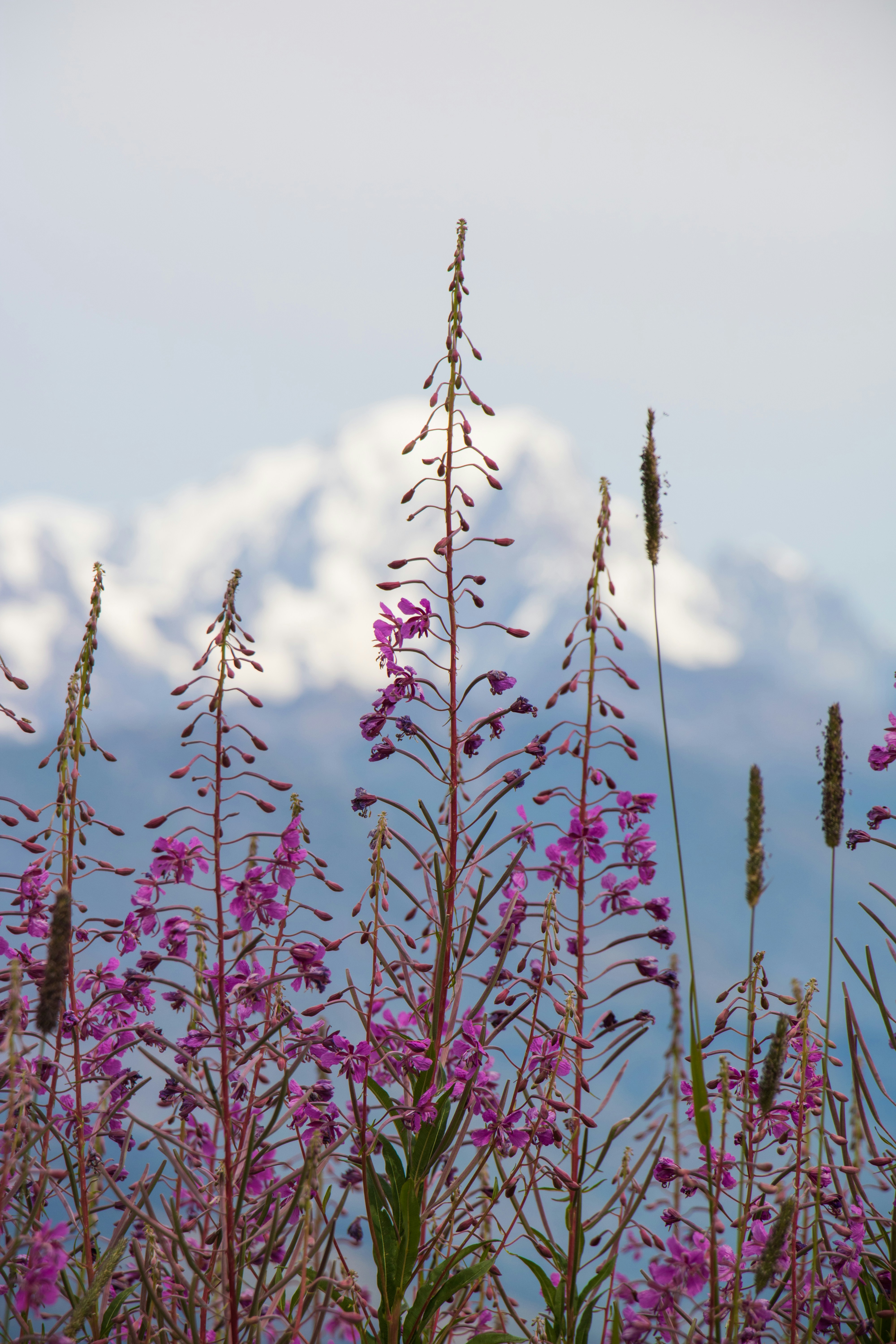 Purple wildflowers bloom in front of snow-capped mountains.