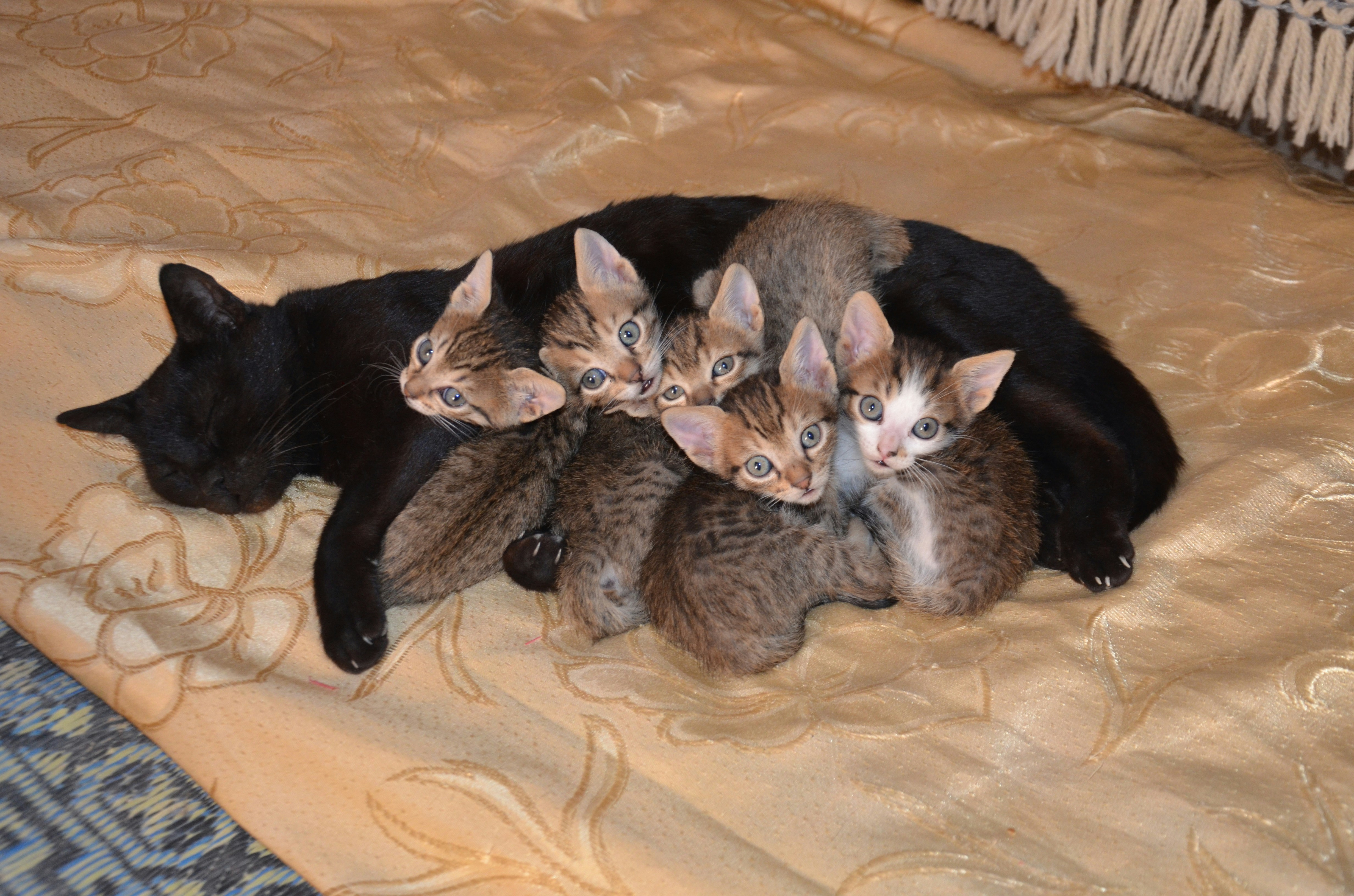 9 Kitten Behavior Training Practices for Multiple Kittens at Mealtime