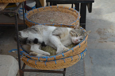 A tabby-and-white cat asleep curled up inside a woven market basket meant for bread