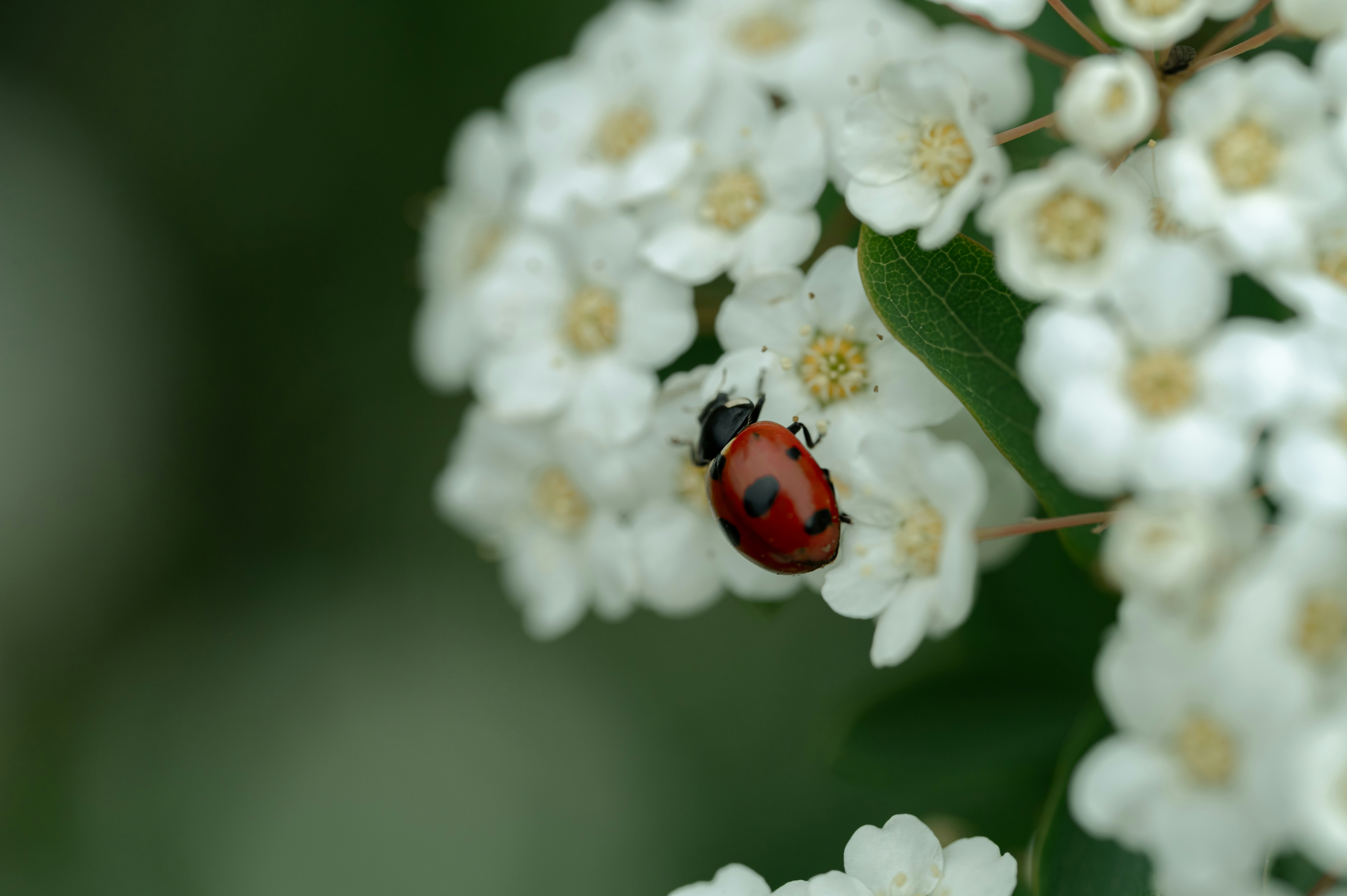 Photo by volodymyr_leush