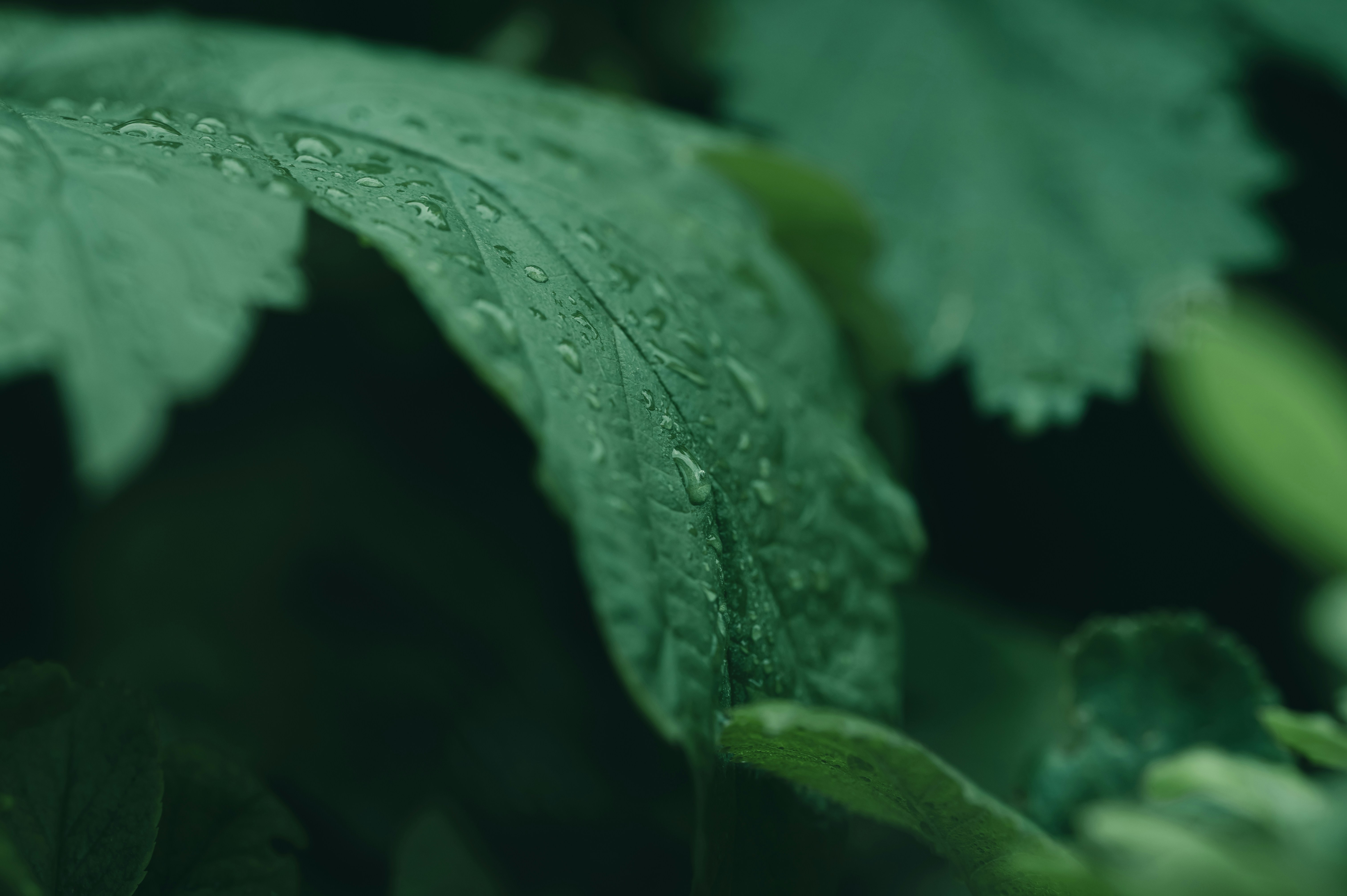 Photo by volodymyr_leush