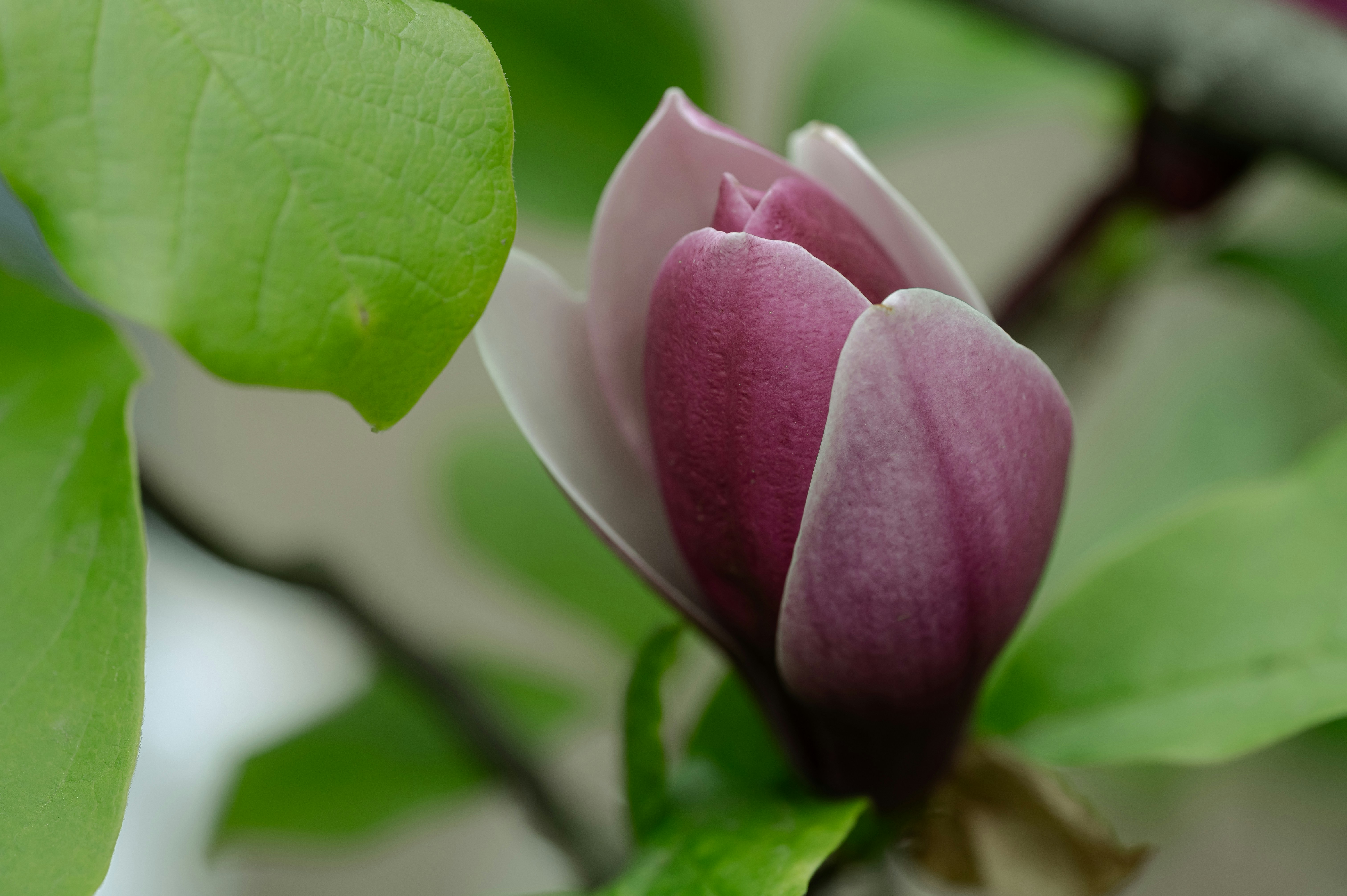 Magnolia Tatlısı Tarifi