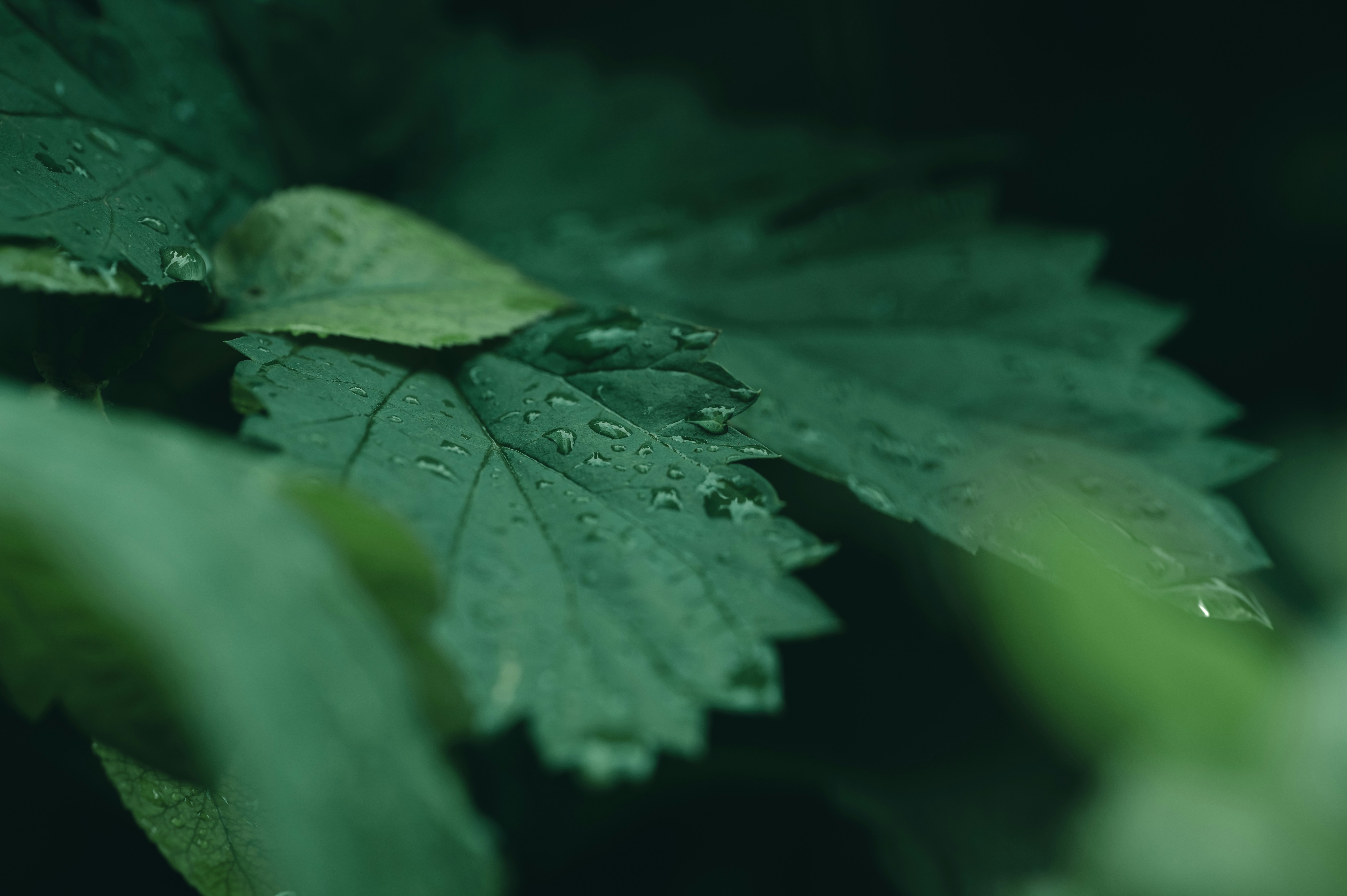 Photo by volodymyr_leush