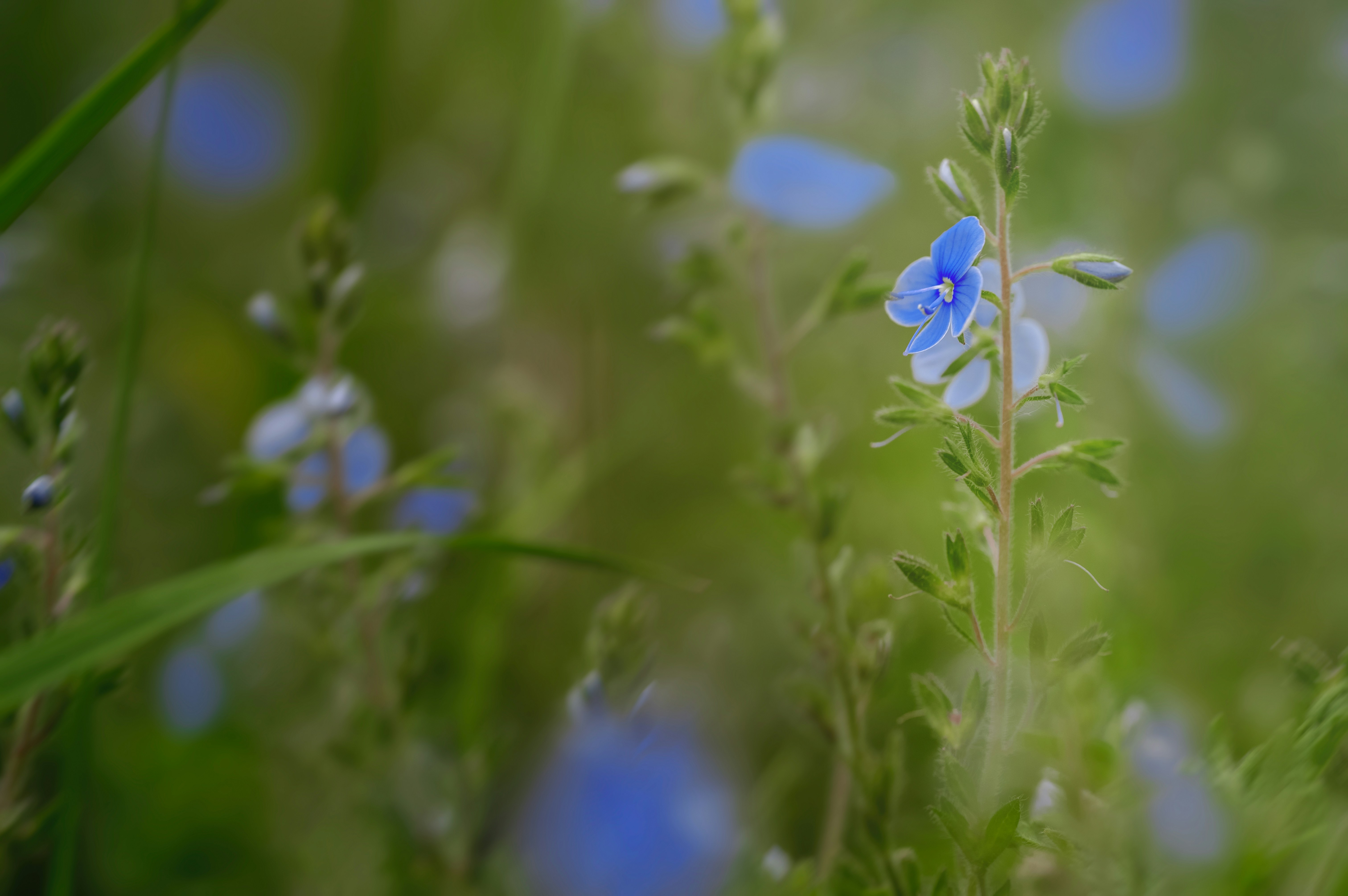 Photo by volodymyr_leush