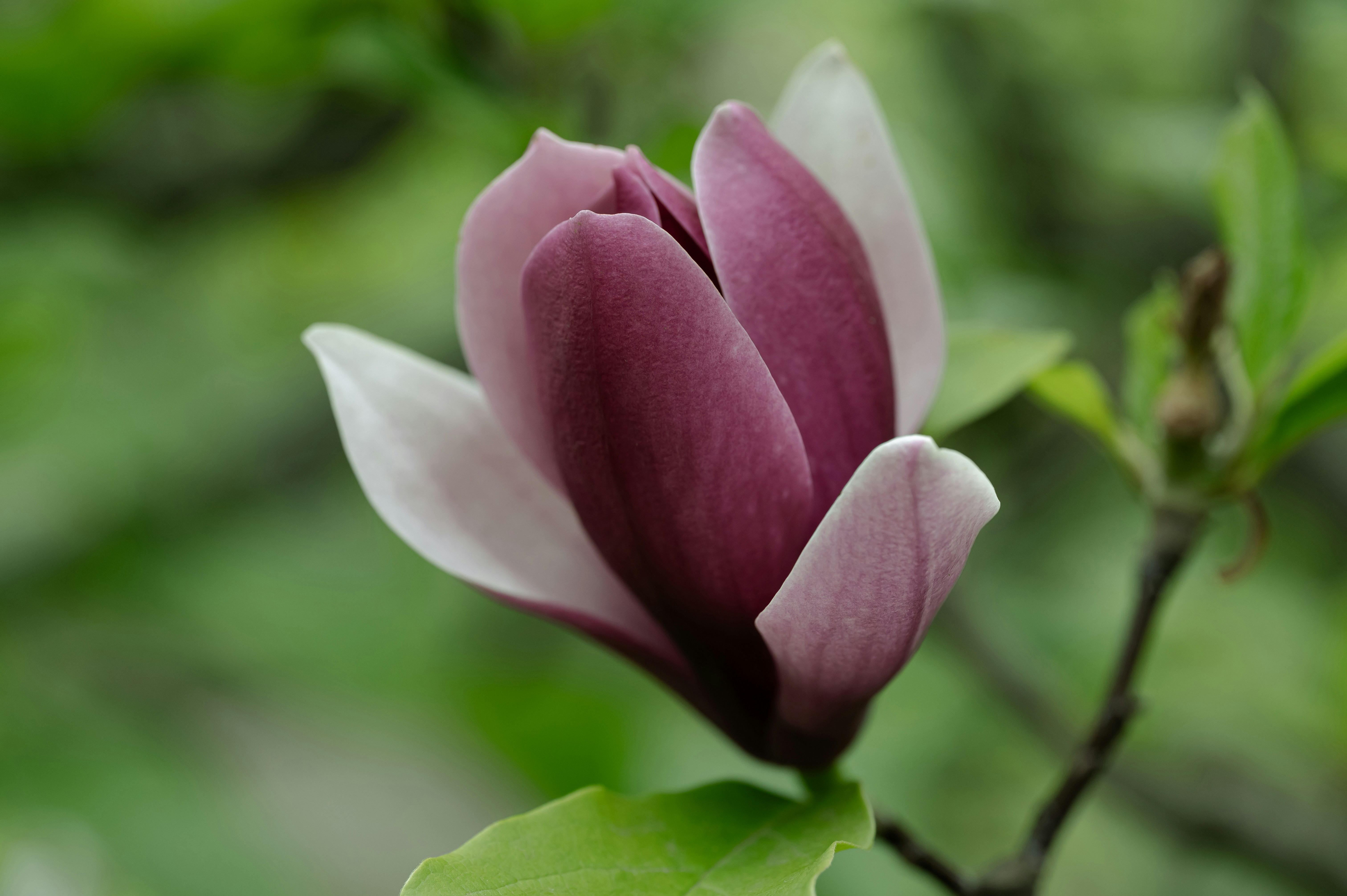 Photo by volodymyr_leush