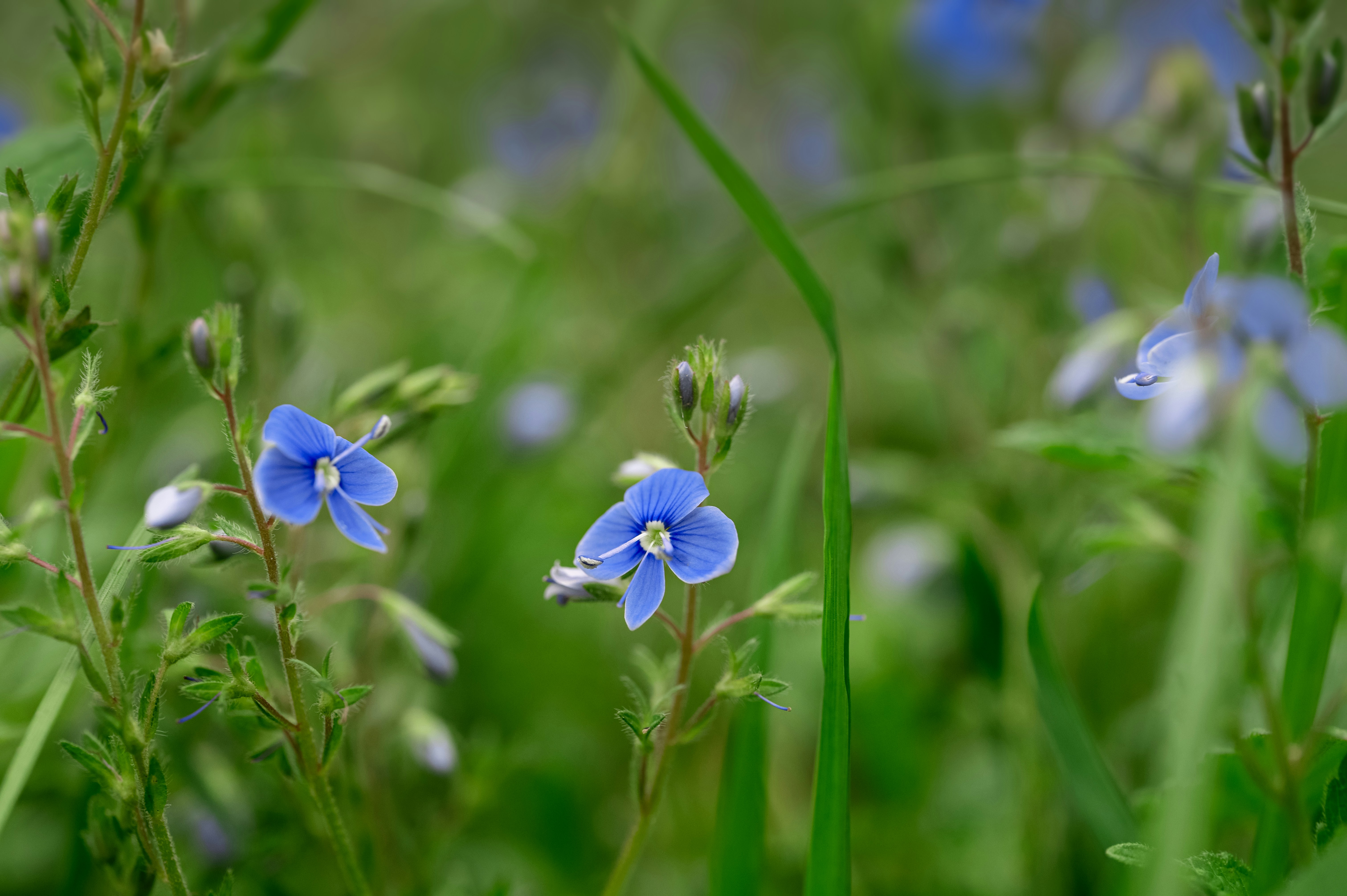 Photo by volodymyr_leush