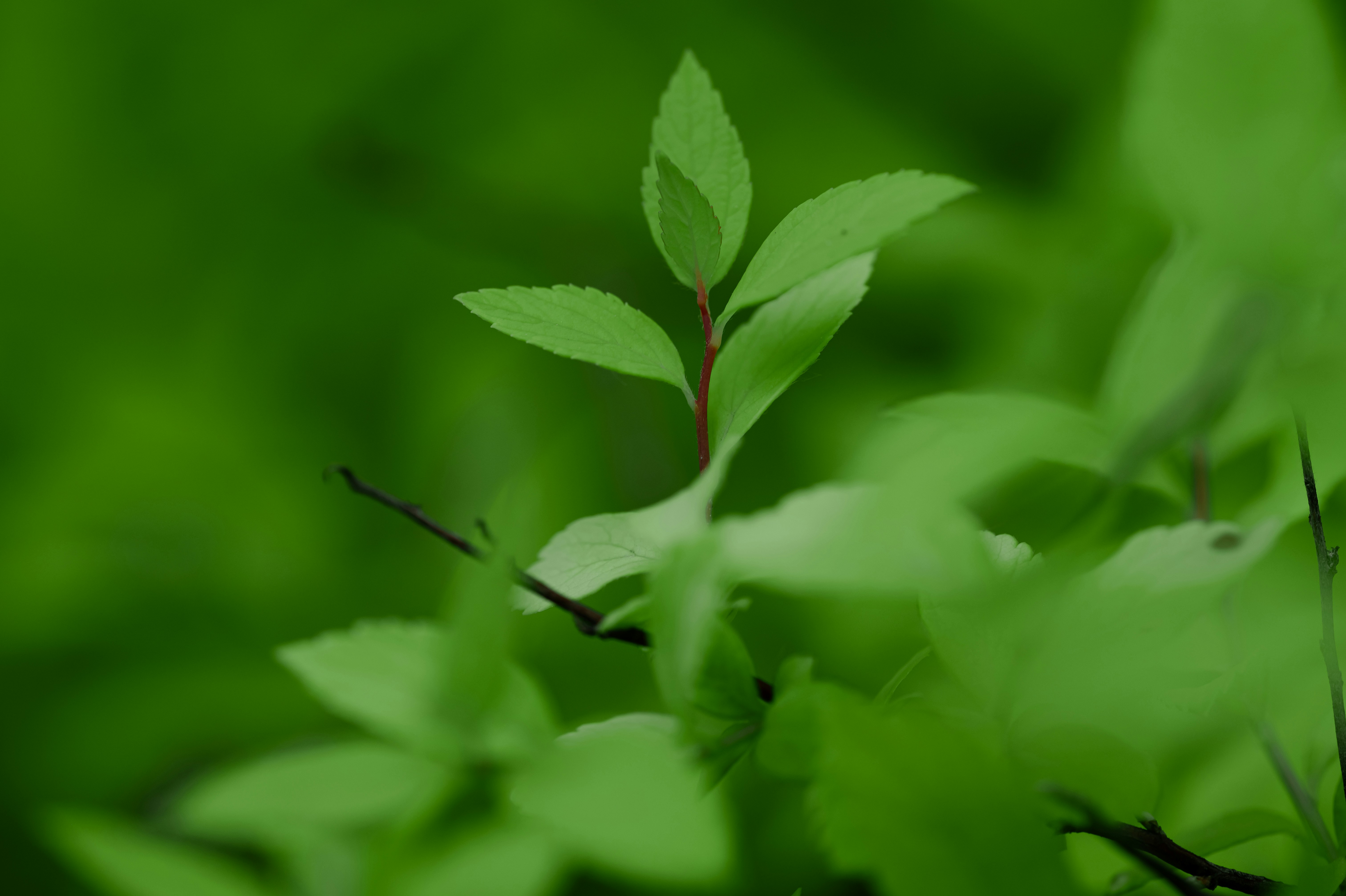 Photo by volodymyr_leush