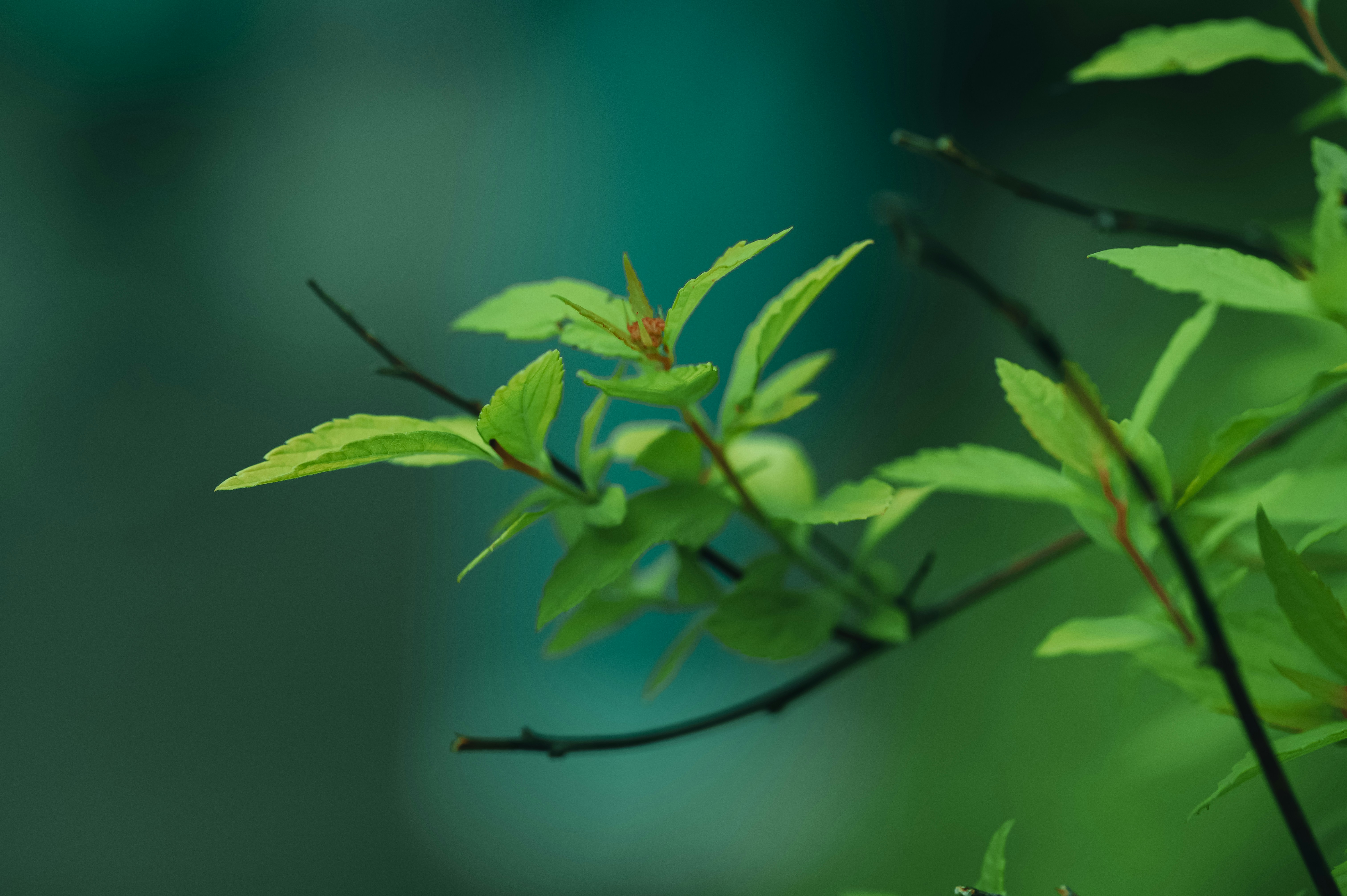 Photo by volodymyr_leush