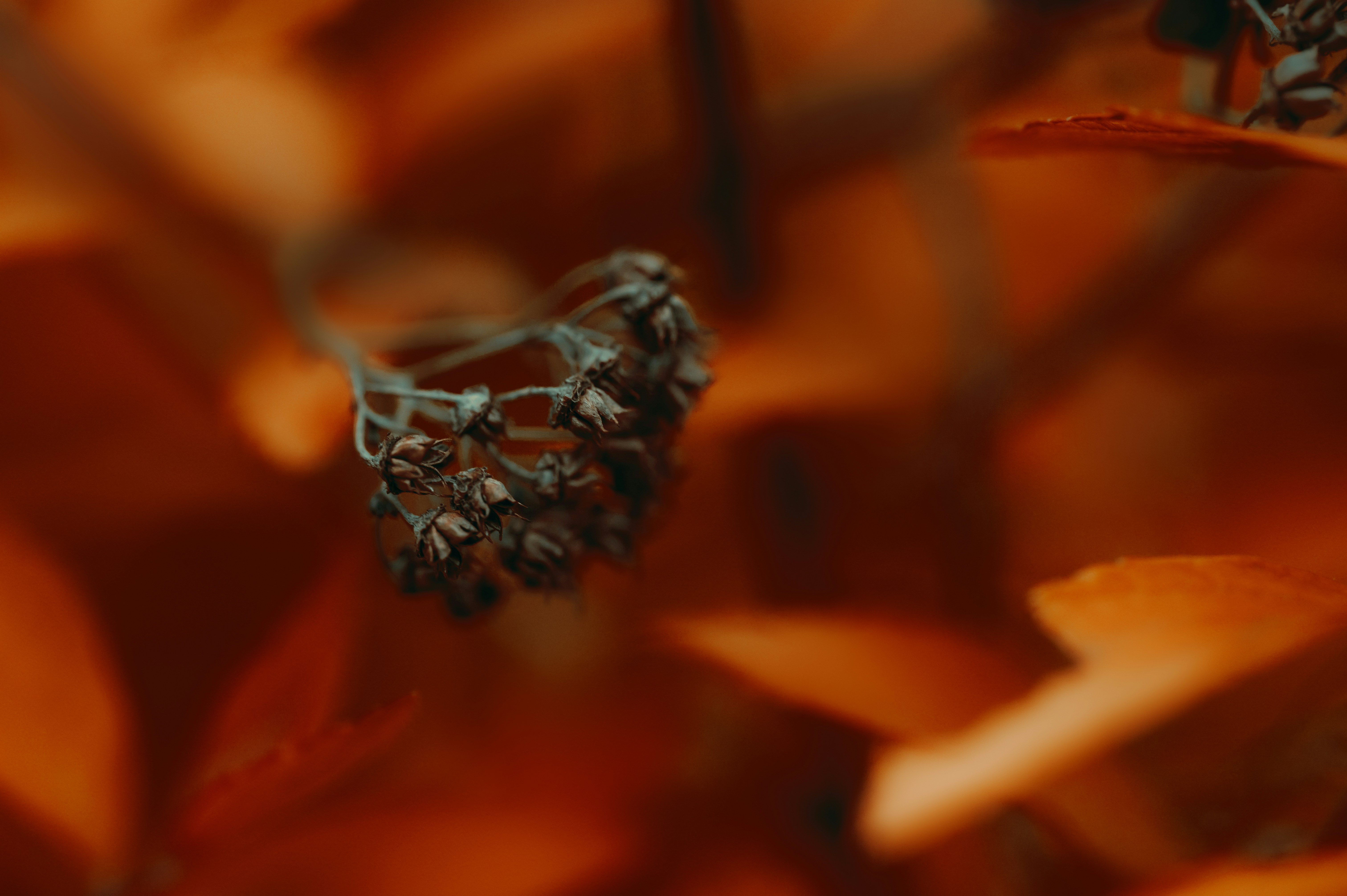 botanical jewelry aesthetic wallpaper, wallpaper, Garden Wedding Ring Ideas 2026: Nature-Inspired Jewelry Trends 6