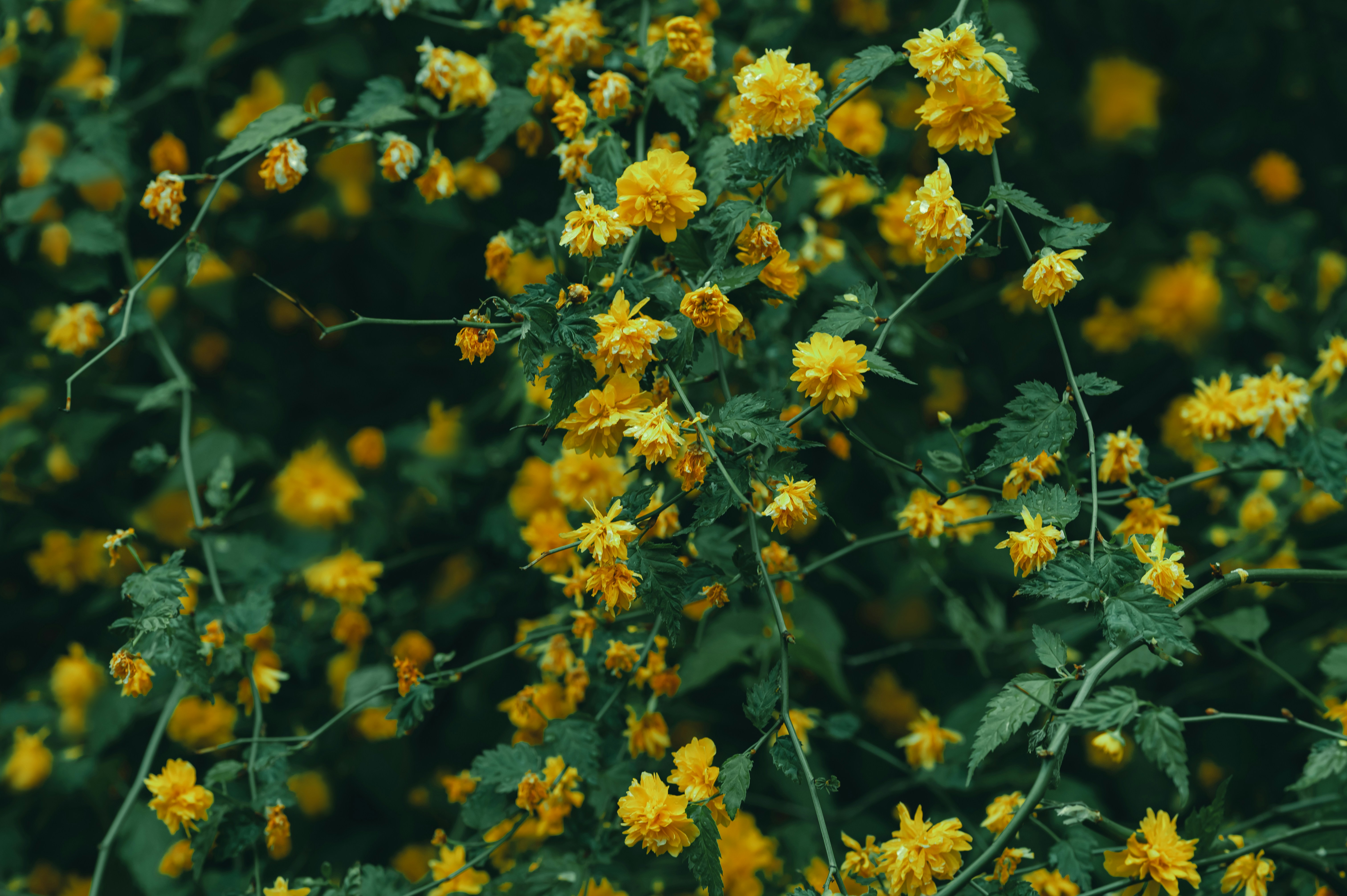 Photo by volodymyr_leush