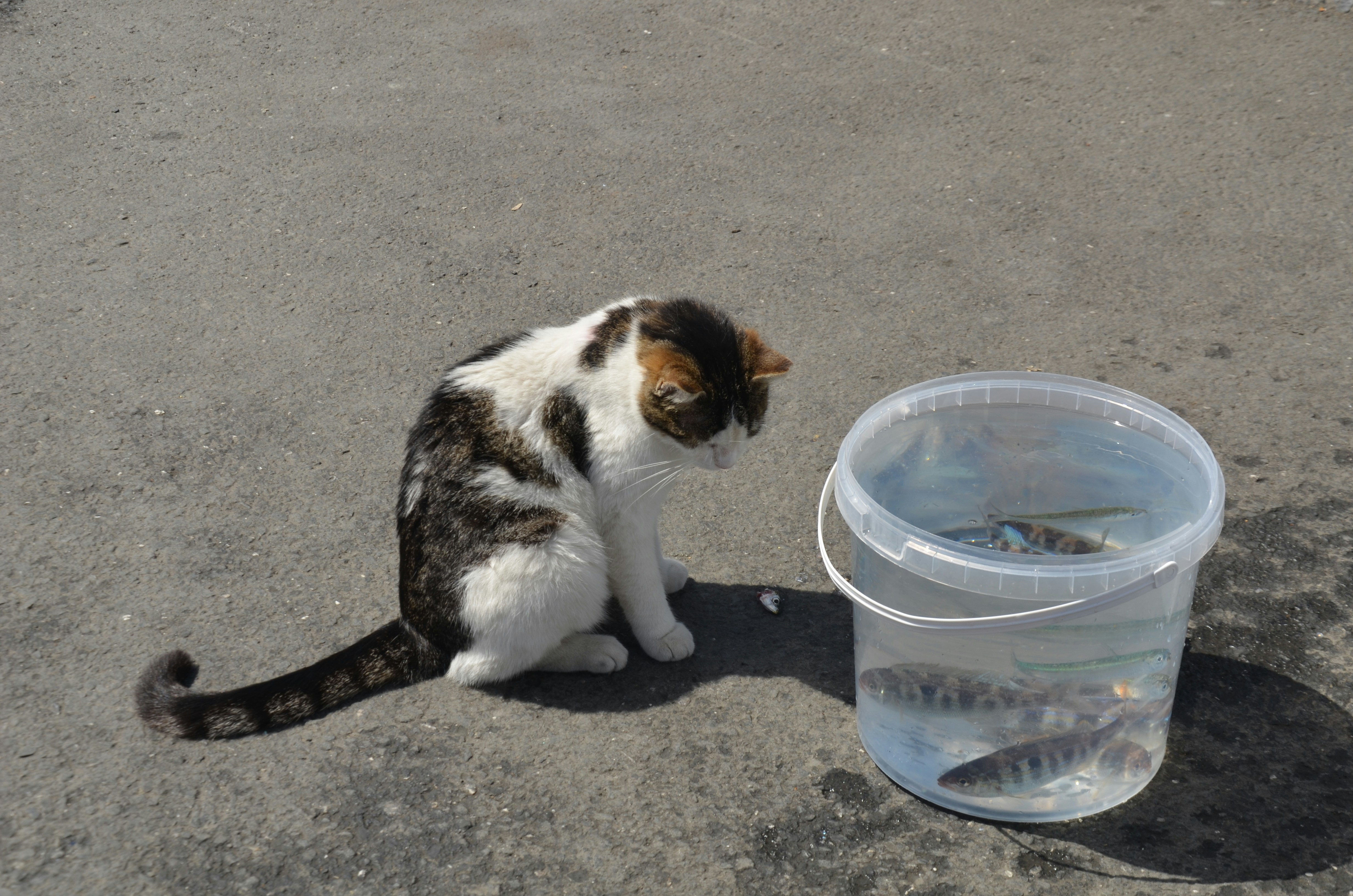 Cat observing fish