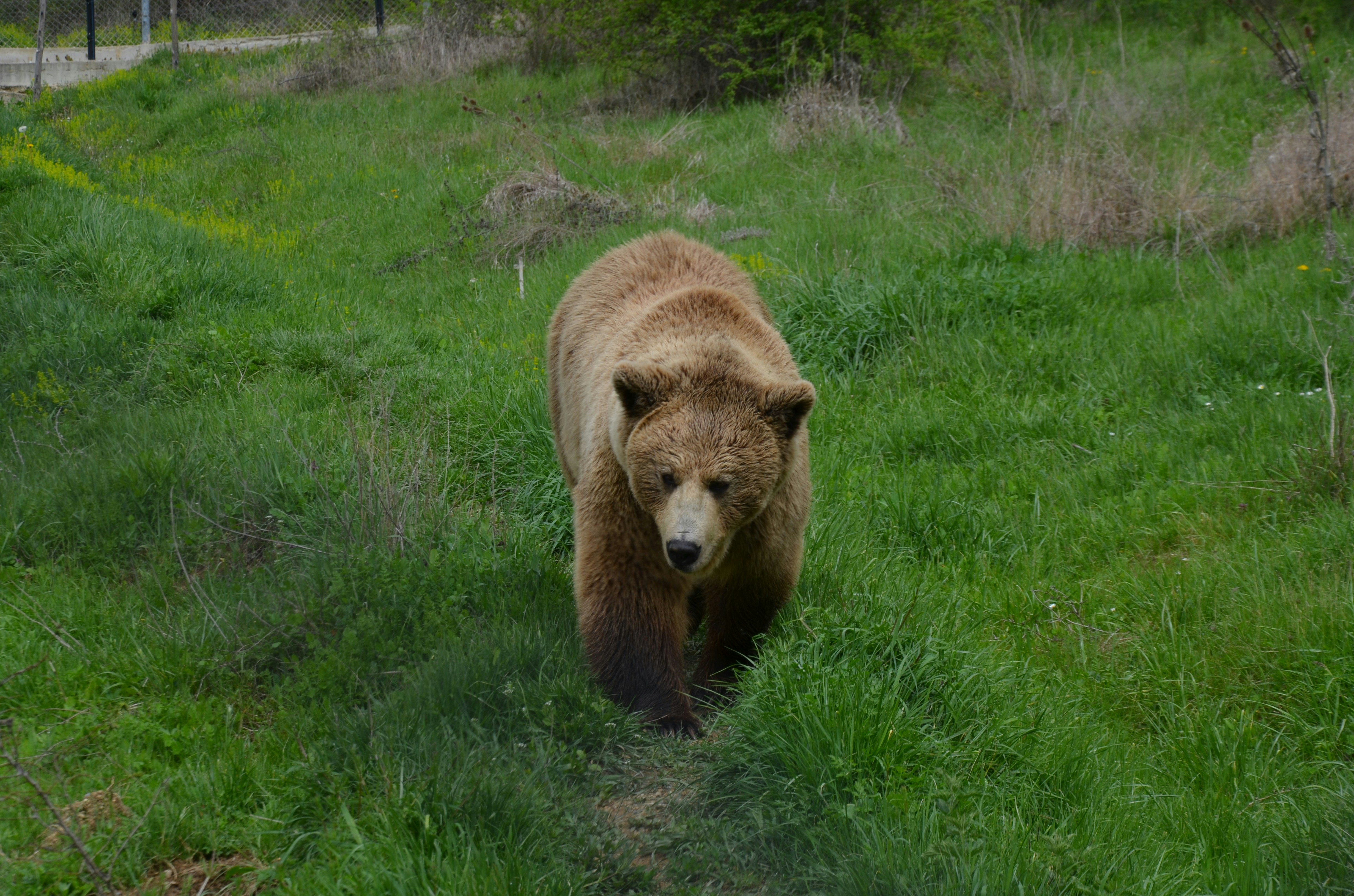 A brown bear walks through a grassy field.
