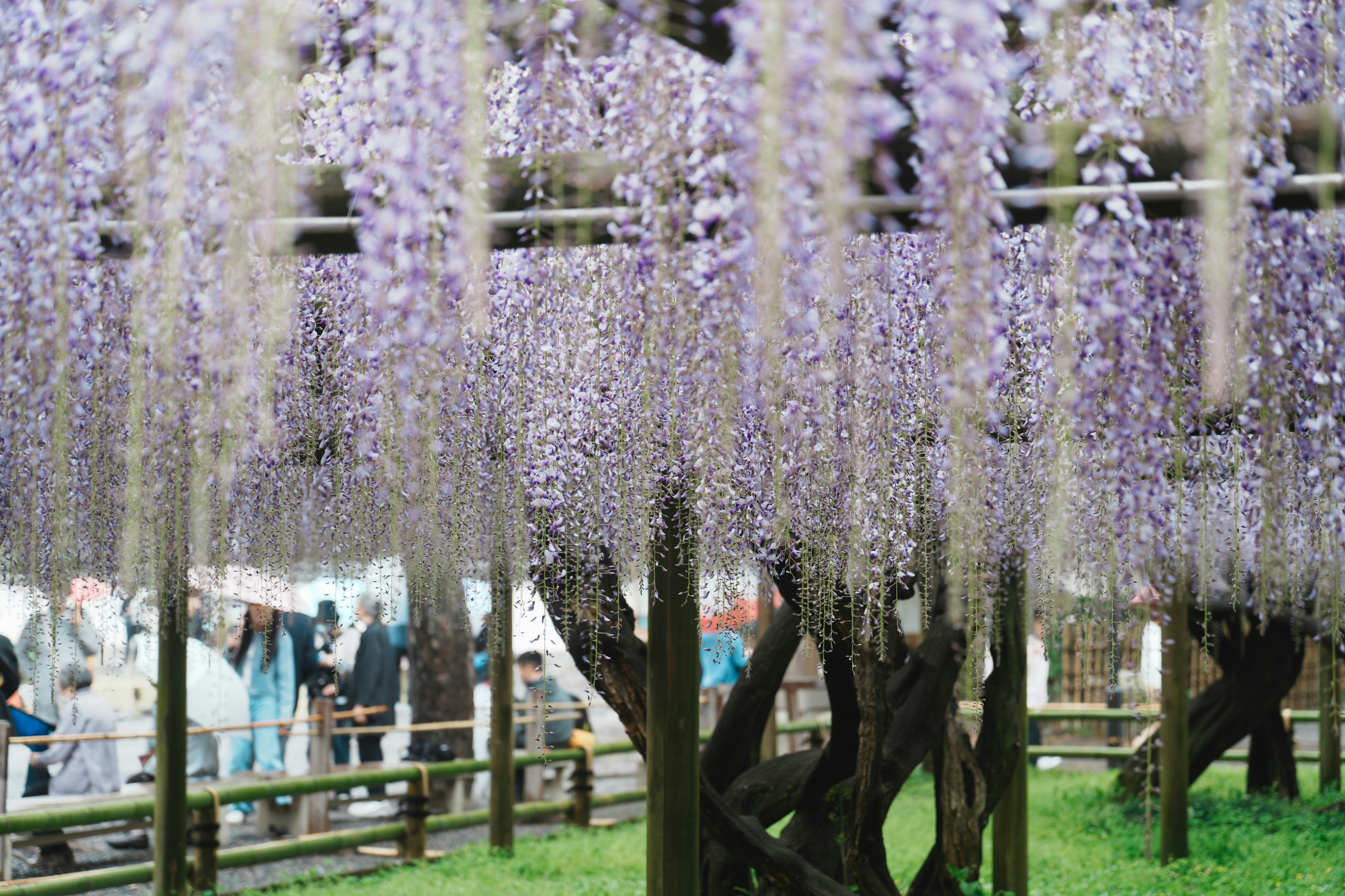 Purple wisteria flowers hanging from trees with people in background.