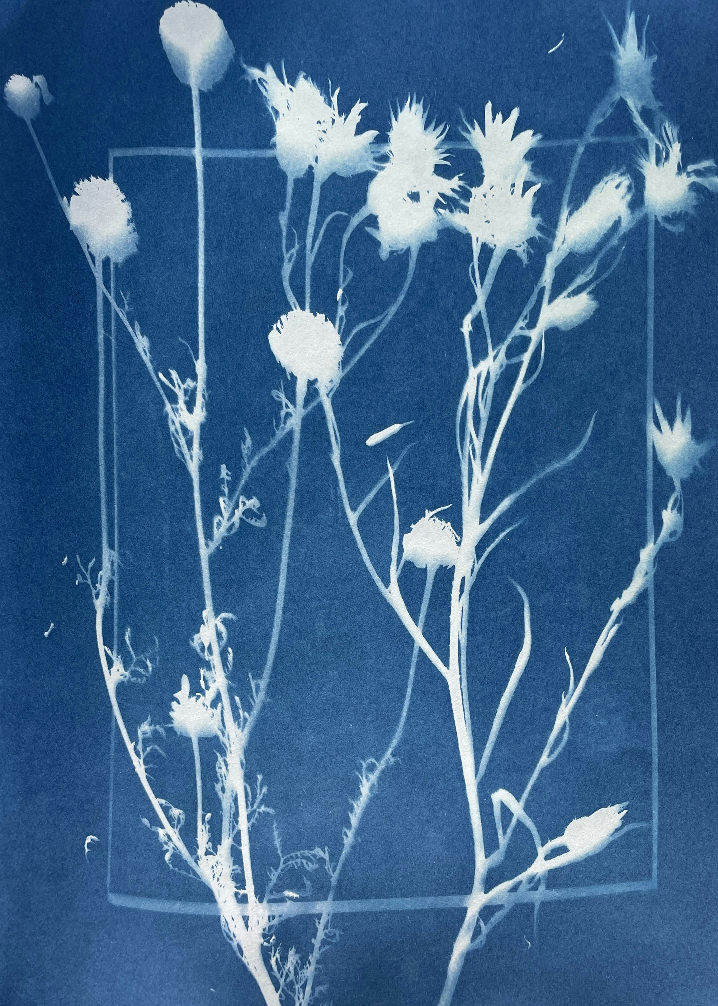 Photo by siobhanflannery